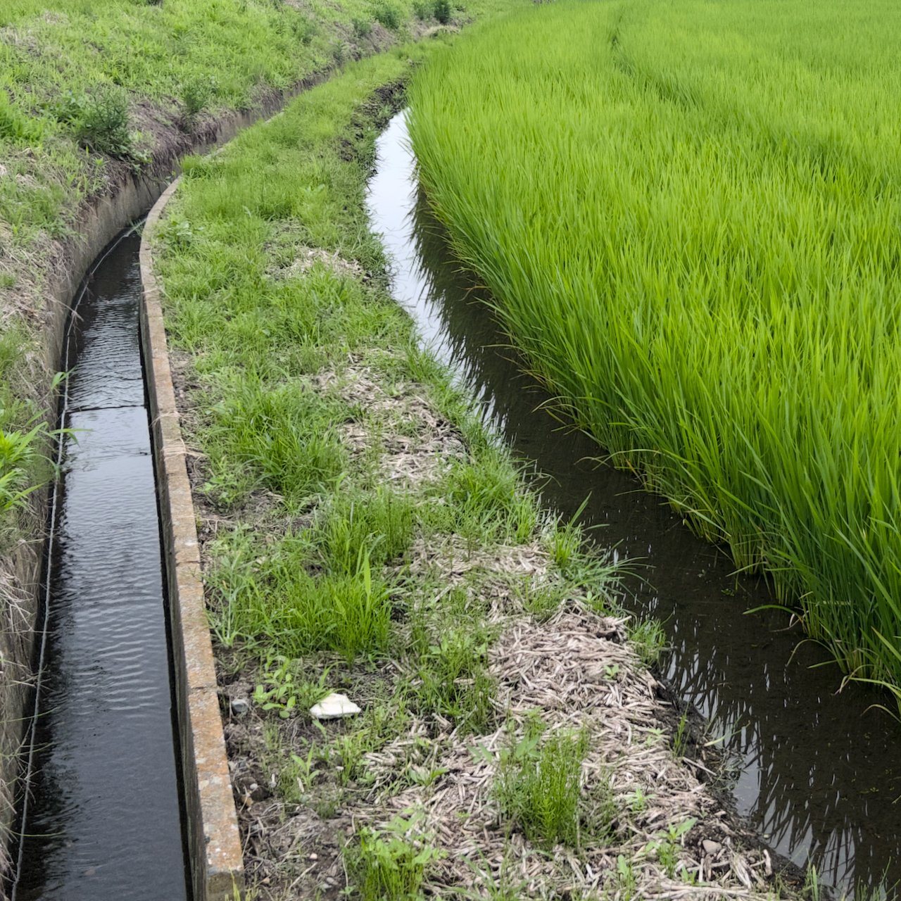 2026-07-01_11-22-44 SP Rice paddy.jpeg