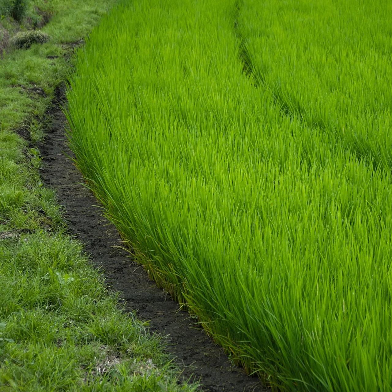 2026-07-05_06-59-21 SP Rice paddy.jpeg