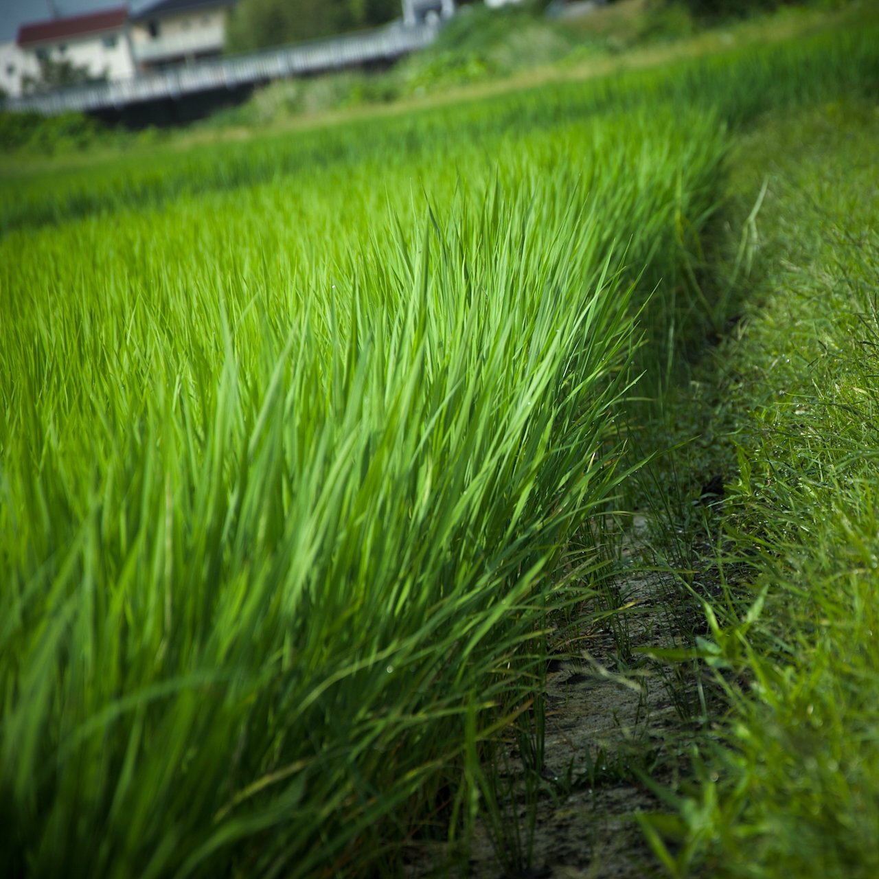 2026-07-05_07-27-01 SP Rice paddy.jpeg