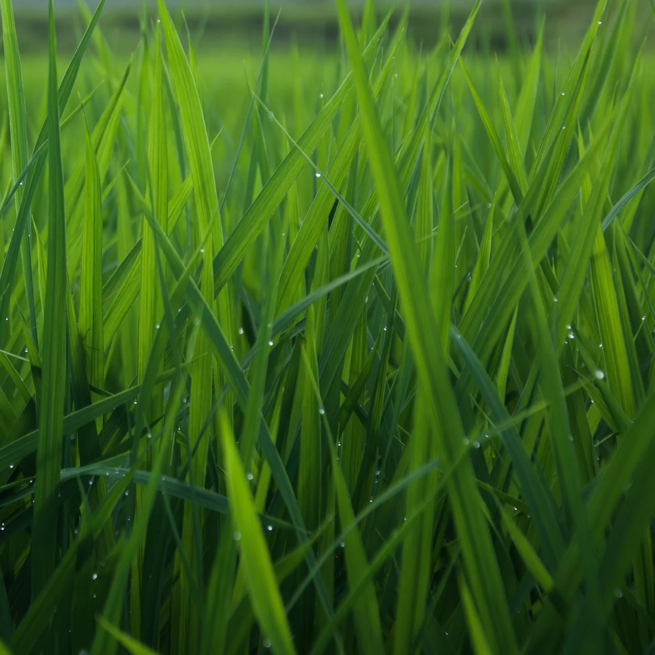 2026-07-05_07-30-29 SP Rice paddy.jpeg