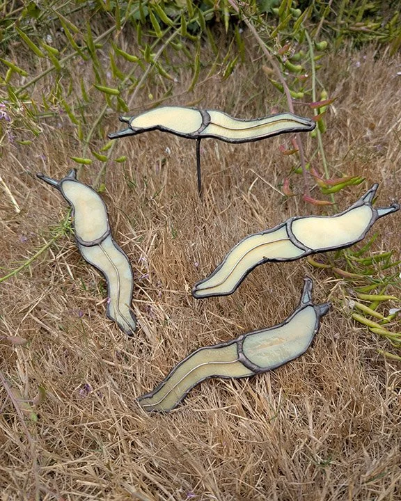 Banana Slug in Grass.jpg