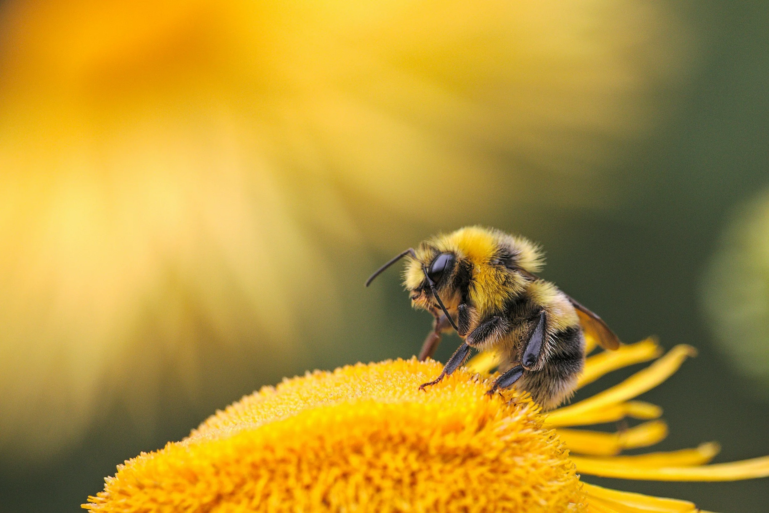 A bee pollinating a flower to symbolise a mutually beneficial relationship