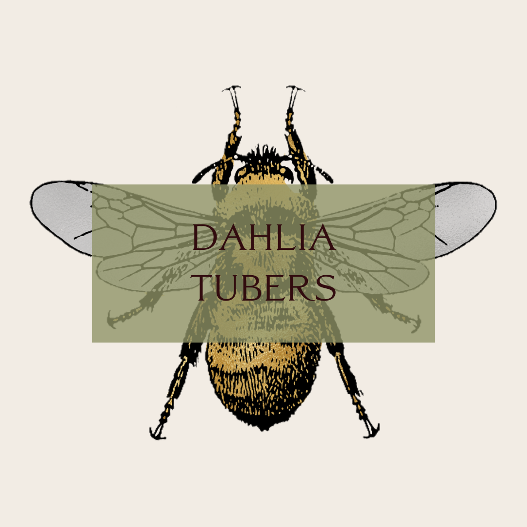 Illustration of a bee with the text "Dahlia Tubers" over it.