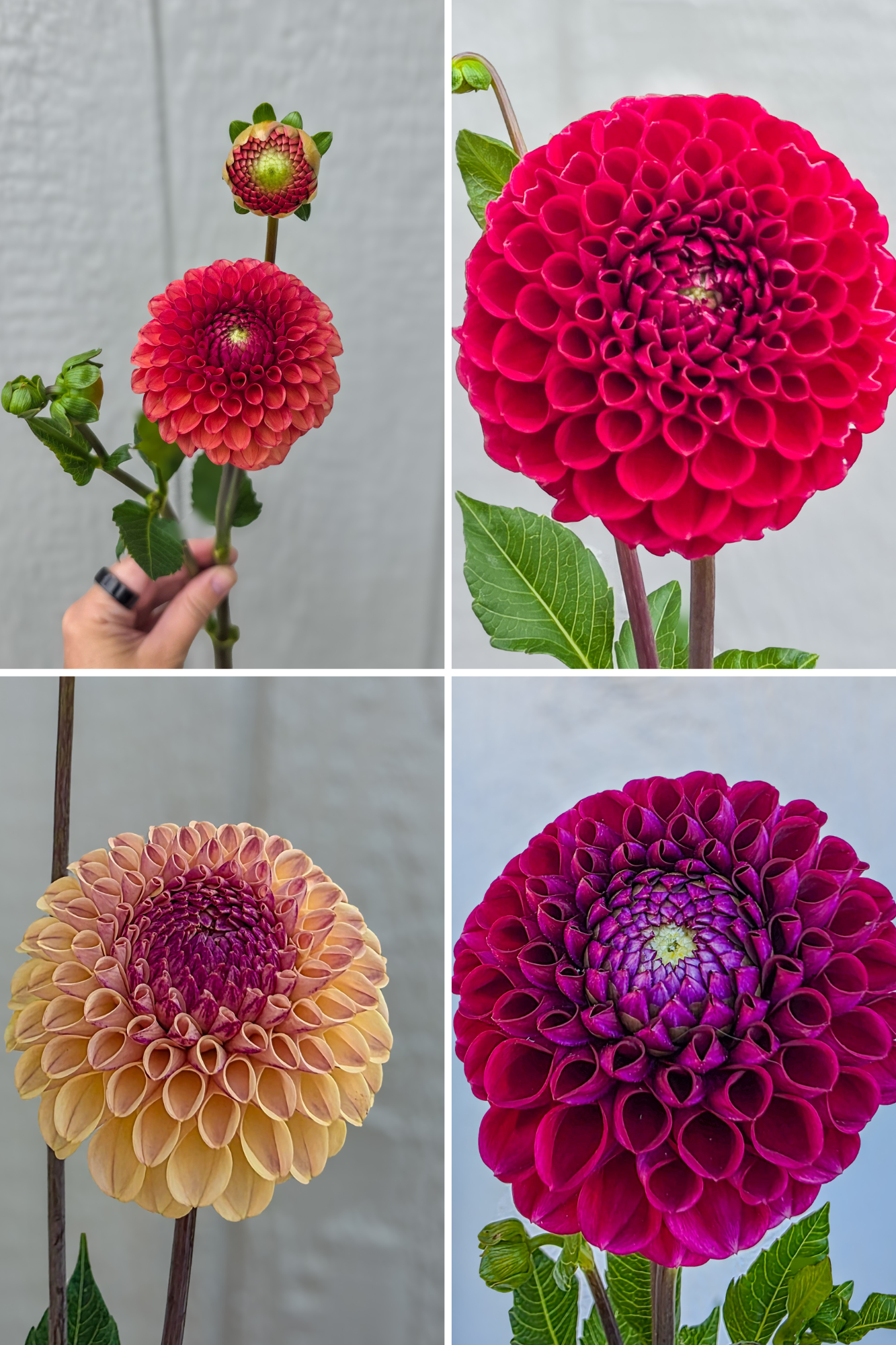 Black Natural Inspiration Photo Collage.png