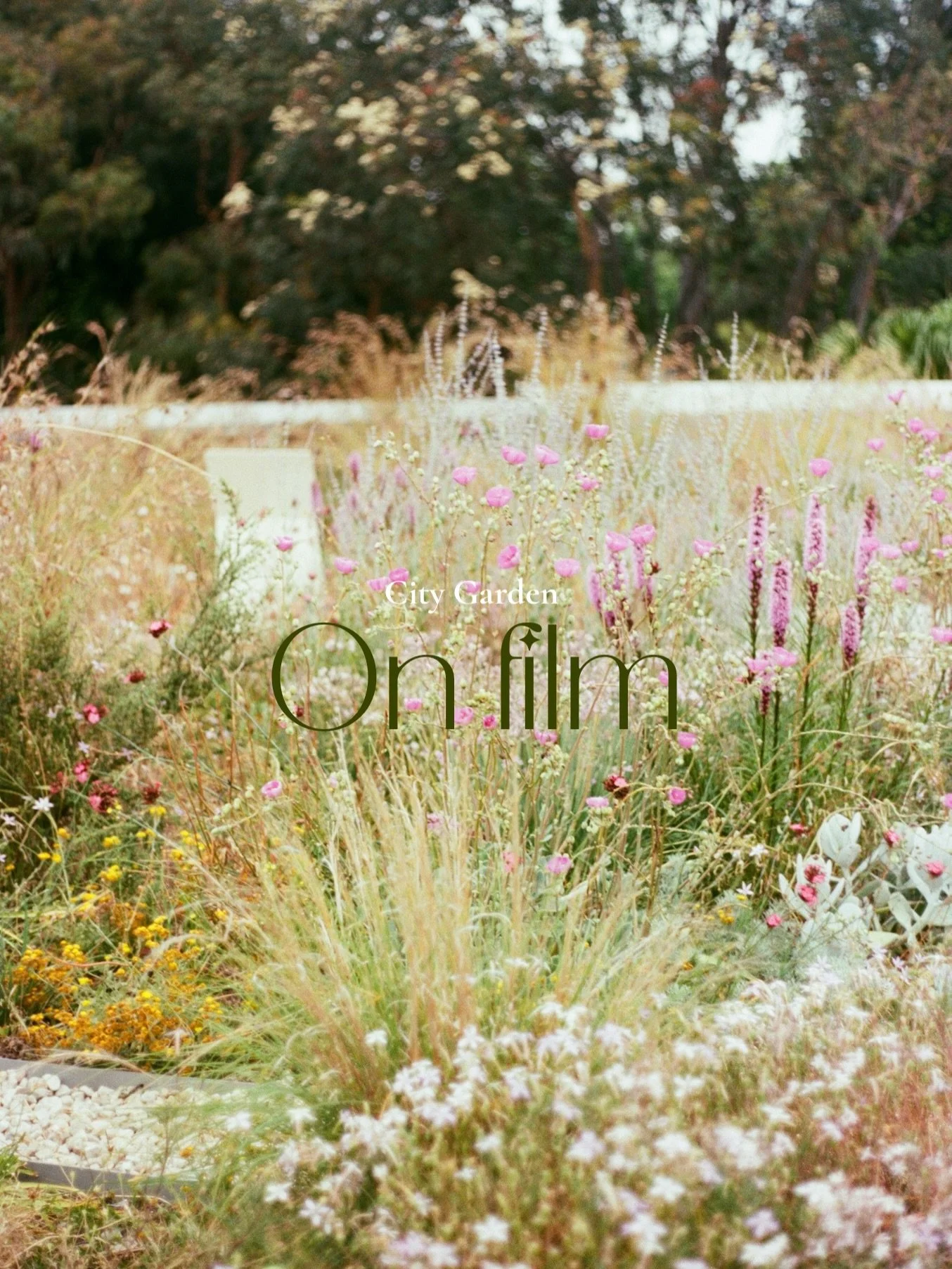 Hidden behind fed square is a beautiful floral garden 🌷

#gardens #melbourne #film #photography #gardenphotography