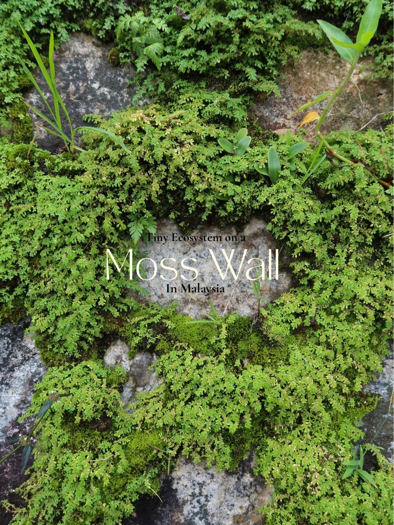 Found this stunning mossy wall in Malaysia and I'm obsessed with the tiny world it harbors, so much biodiversity packed into one small space. 

#photography #malaysia #travel #moss #canon