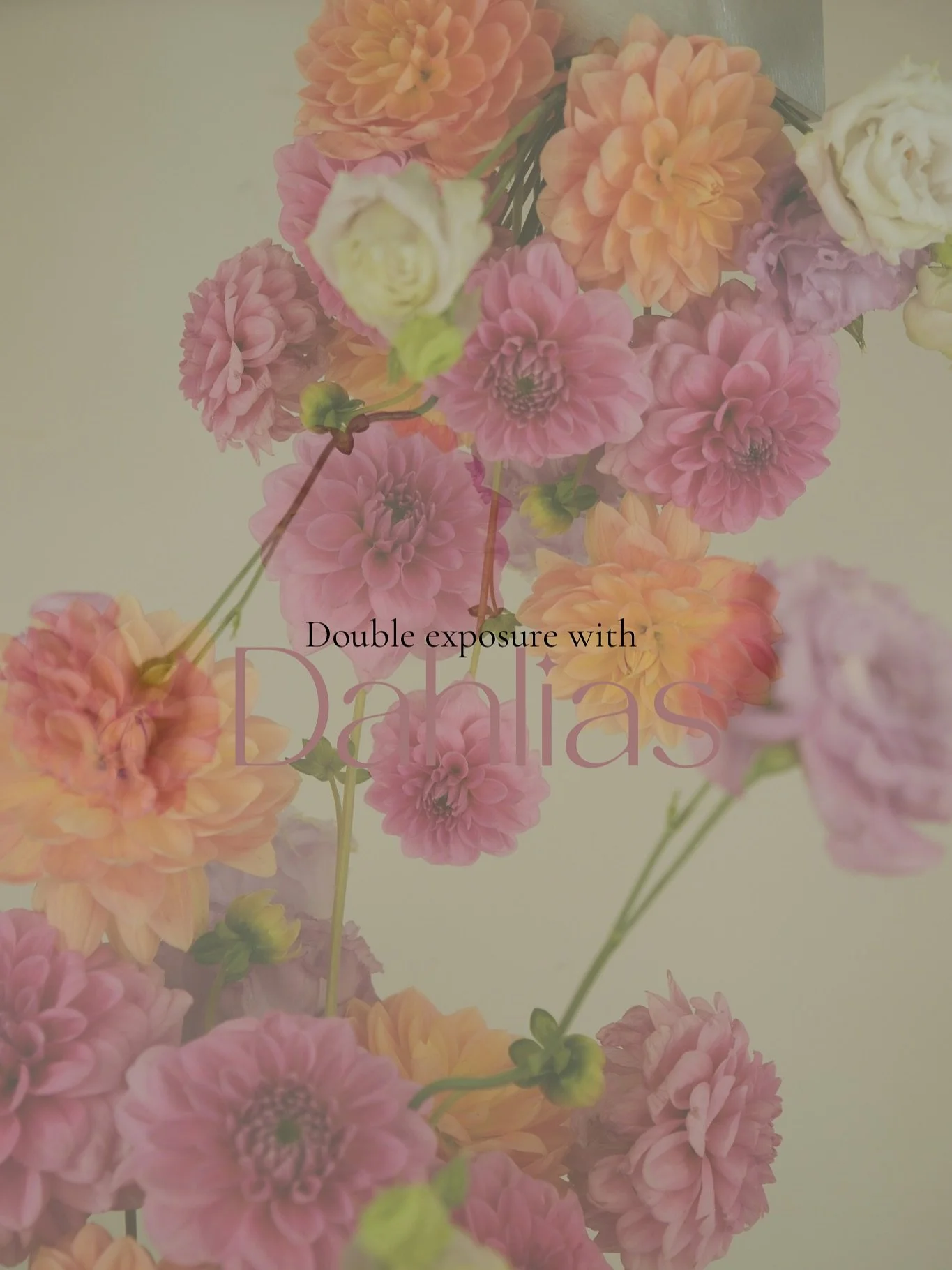 Double exposure with dahlias 🌸

#flowers #floralart #photographer #fujifilm