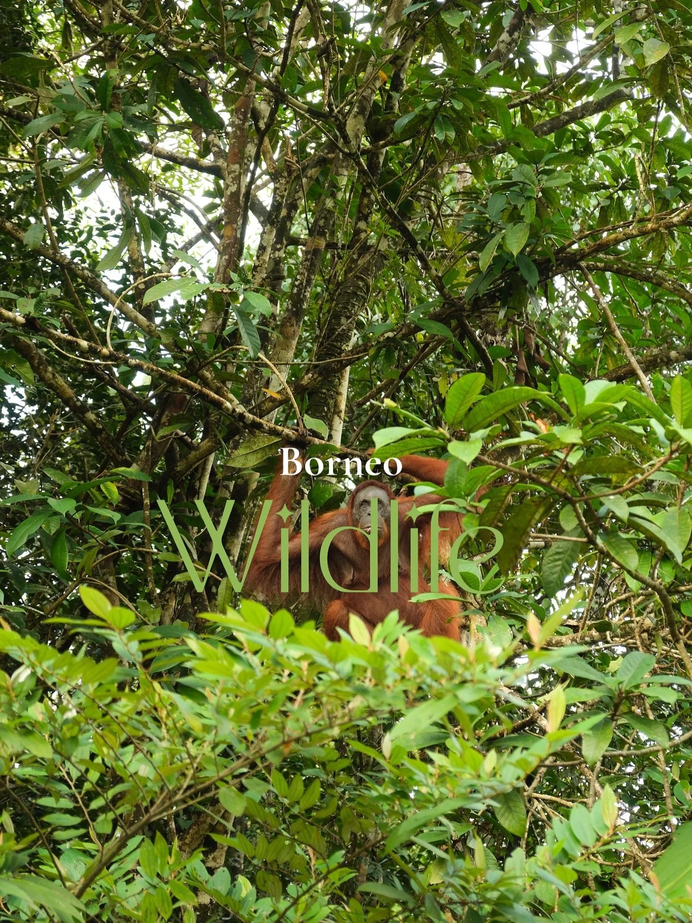 Borneo wildlife 🌿

#borneo #nationalgeo #travelphotography #malaysia #fujifilm #canon #orangutan #jungle