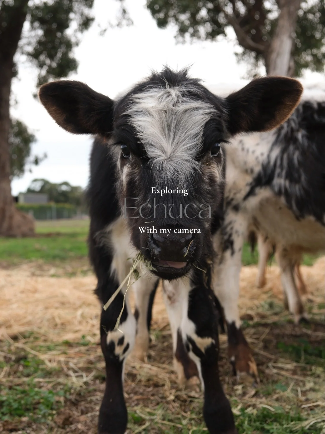 Spent the weekend in Echuca and was lucky enough to meet some very cute cows 🐮

#cows #farmphotography #photography #fujifilm #natgeoyourshot