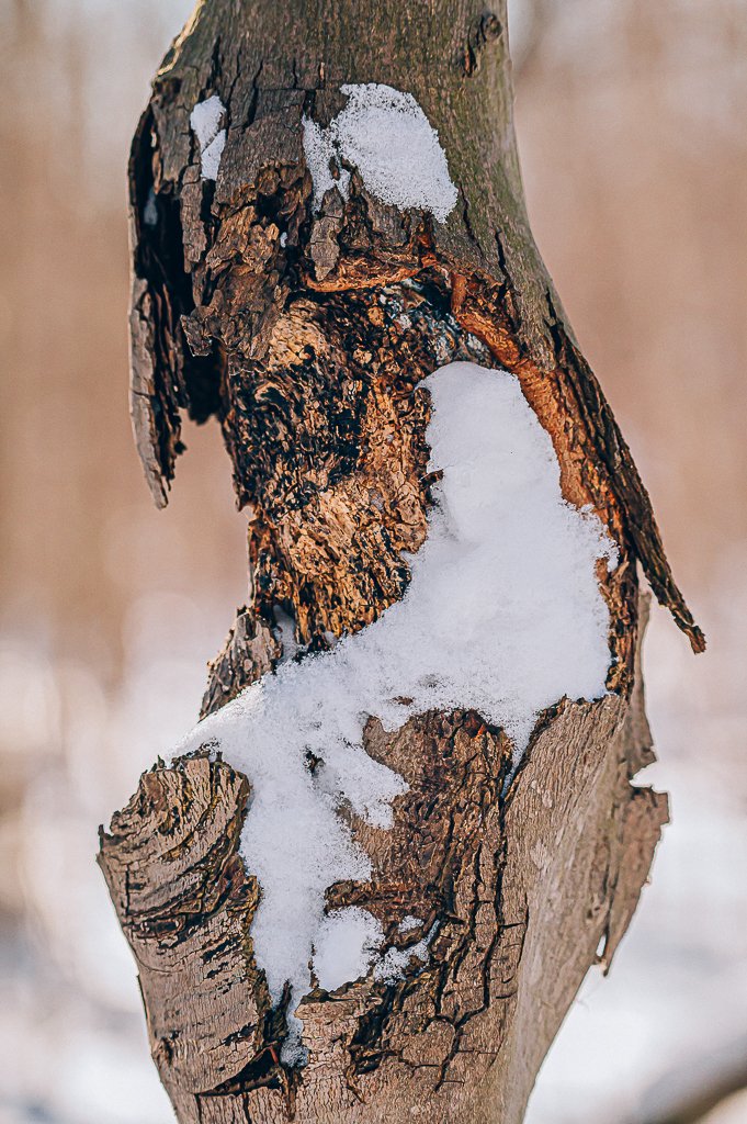 WEBParcADMHiver_95carolineperronphotographies.jpg