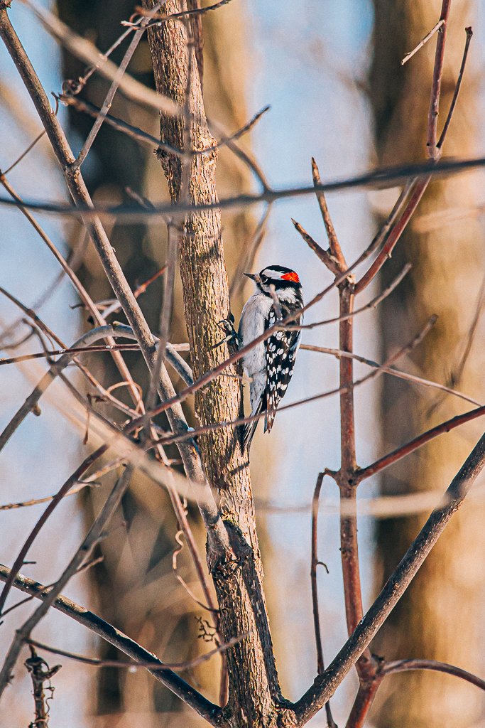 WEBParcADMHiver_45carolineperronphotographies.jpg