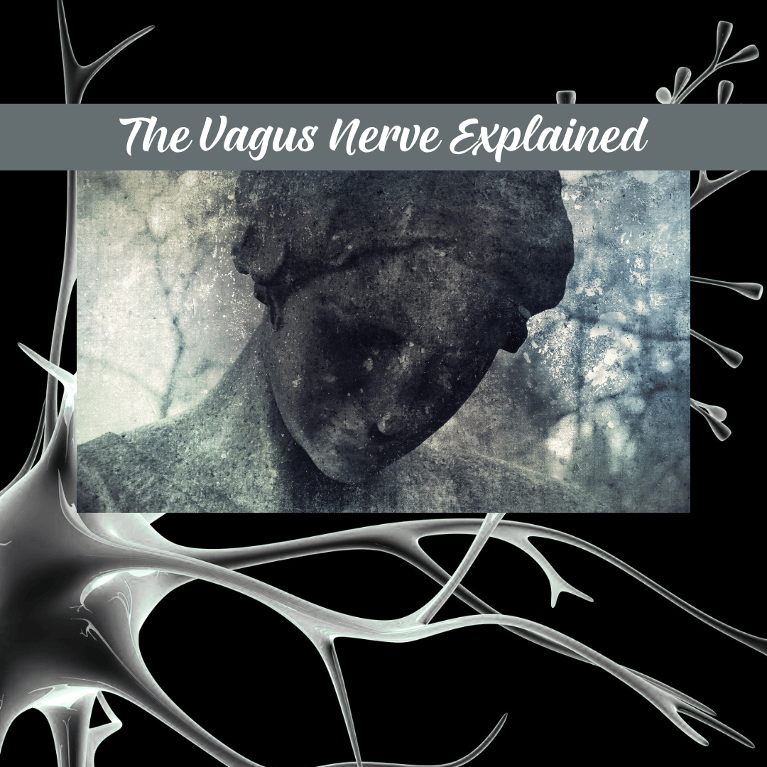 The Vagus Nerve, Explained