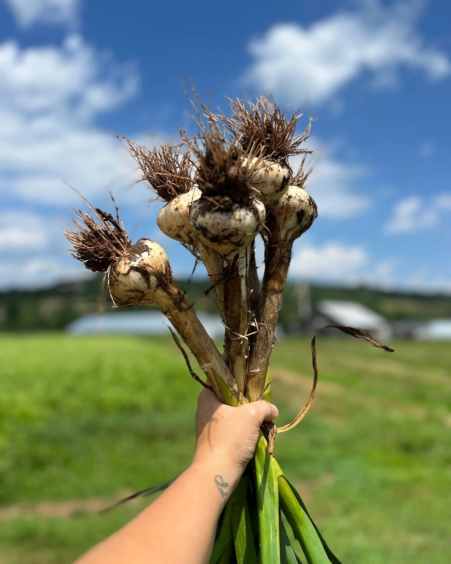 It&rsquo;s back!  A limited batch of (A Good Find) Rosemary Garlic will be available today.

Pictured here is our very own Bakester Katie harvesting garlic when she was a farmhand at Good Find Farm.  It&rsquo;s really special to be able to be connect