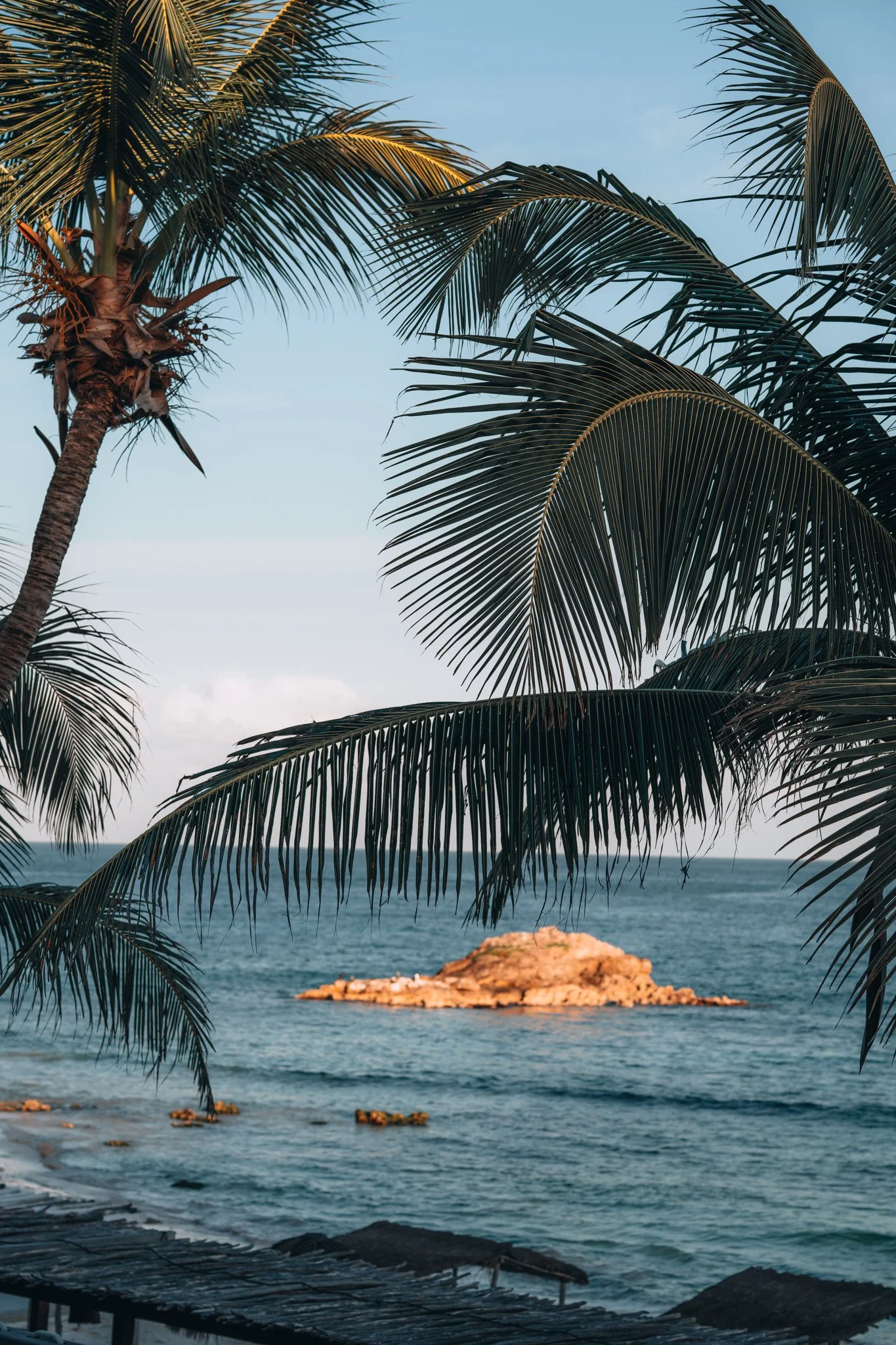 beach and palm trees