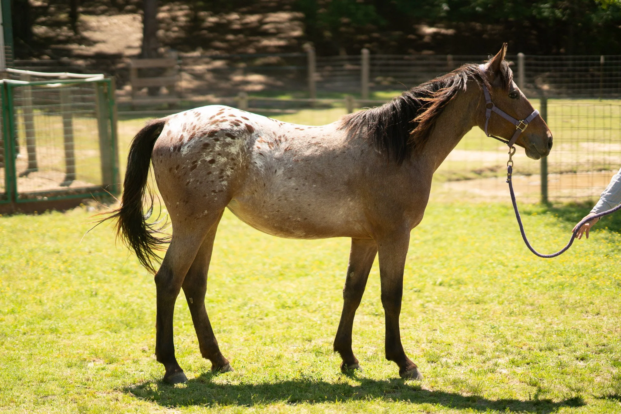 Maggie - Young Mare