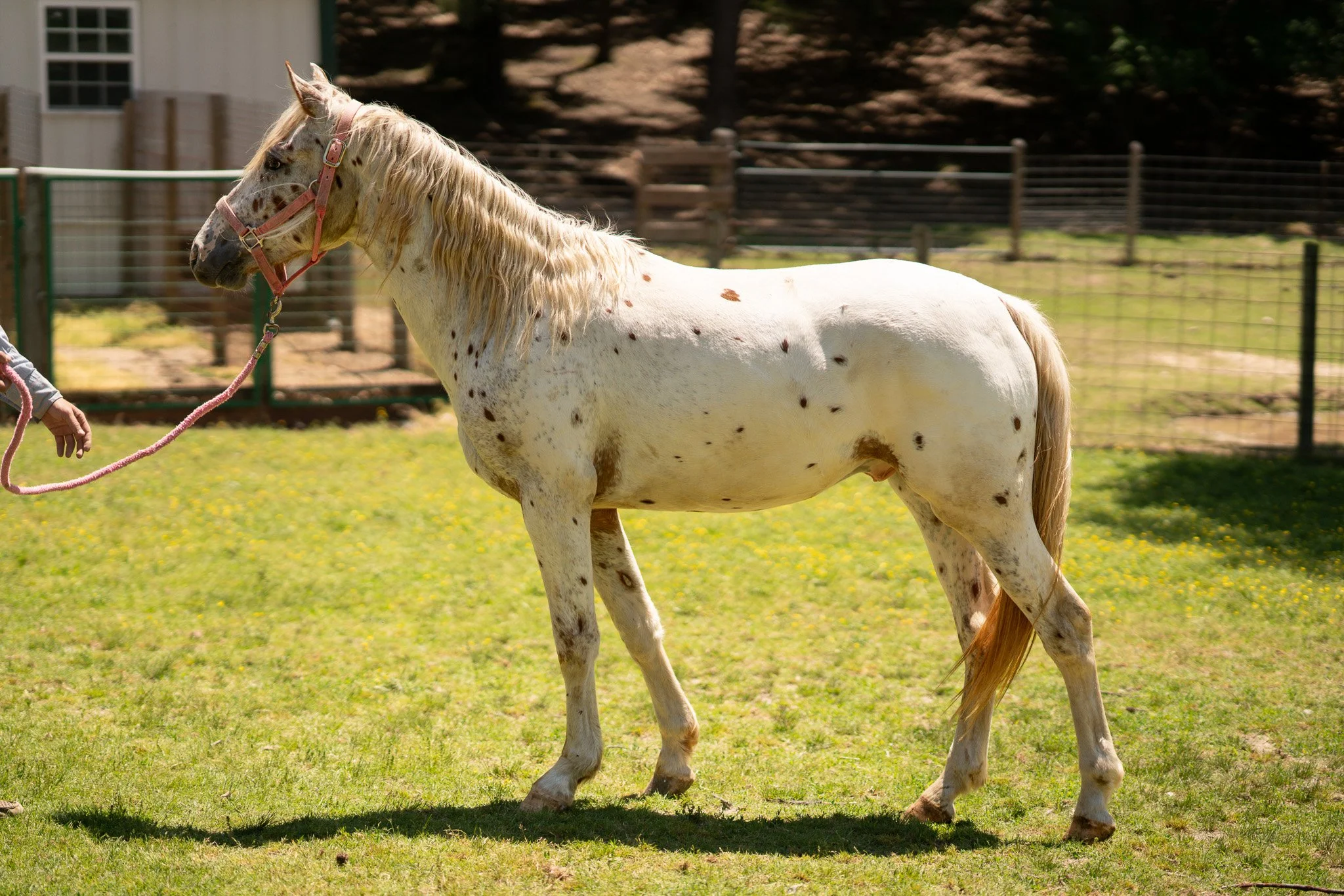 Tambour - Young Gelding