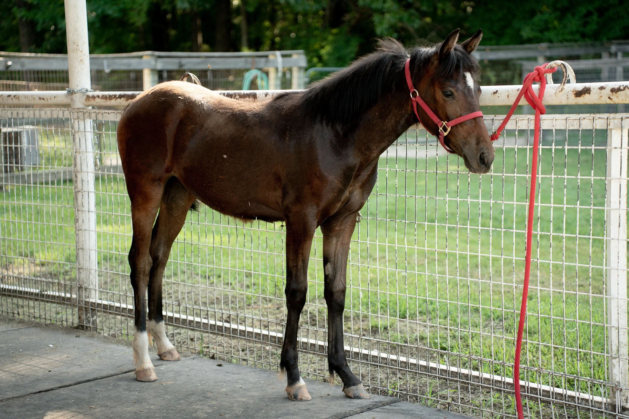 Miller - Young Stallion