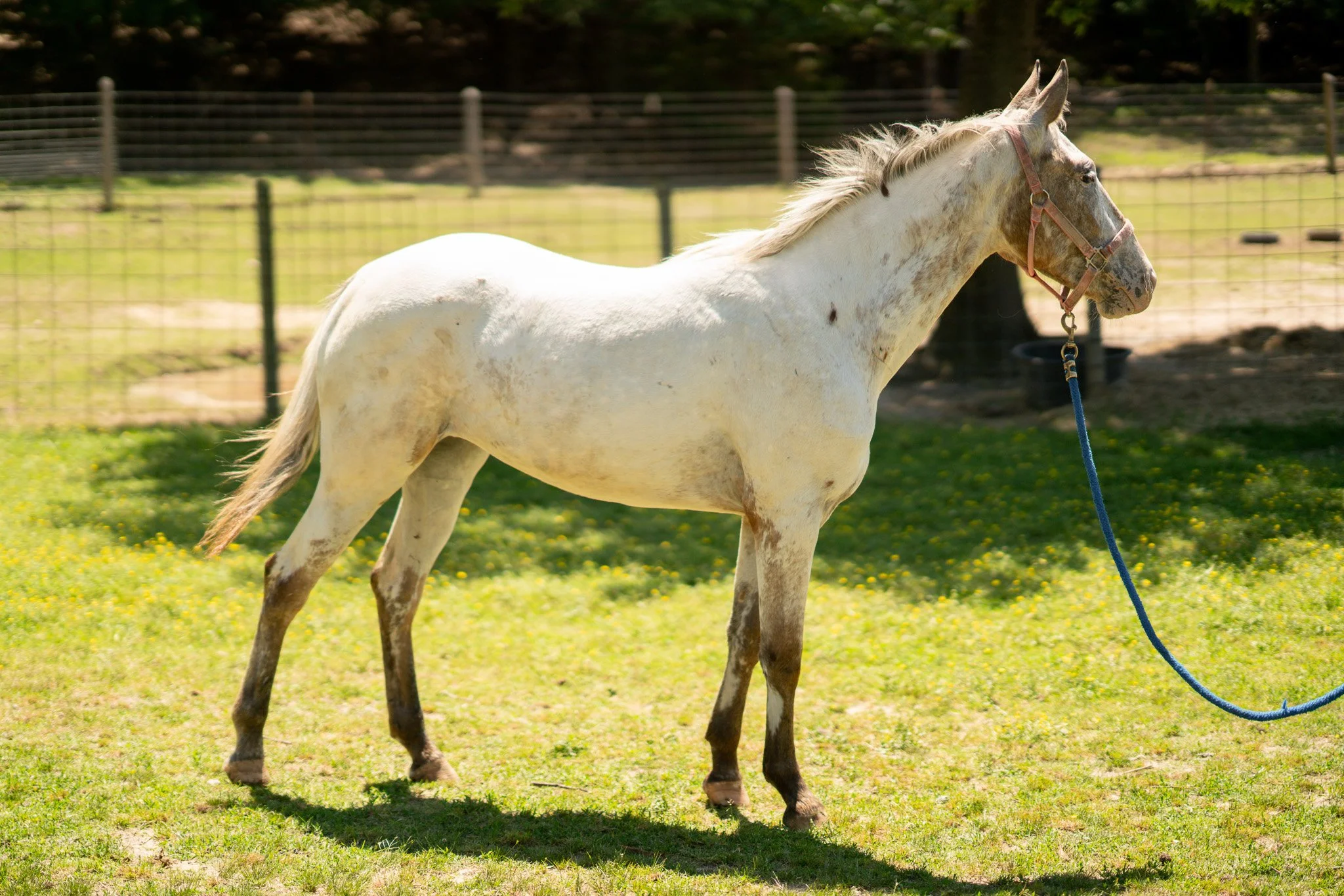 Windy - Young Mare