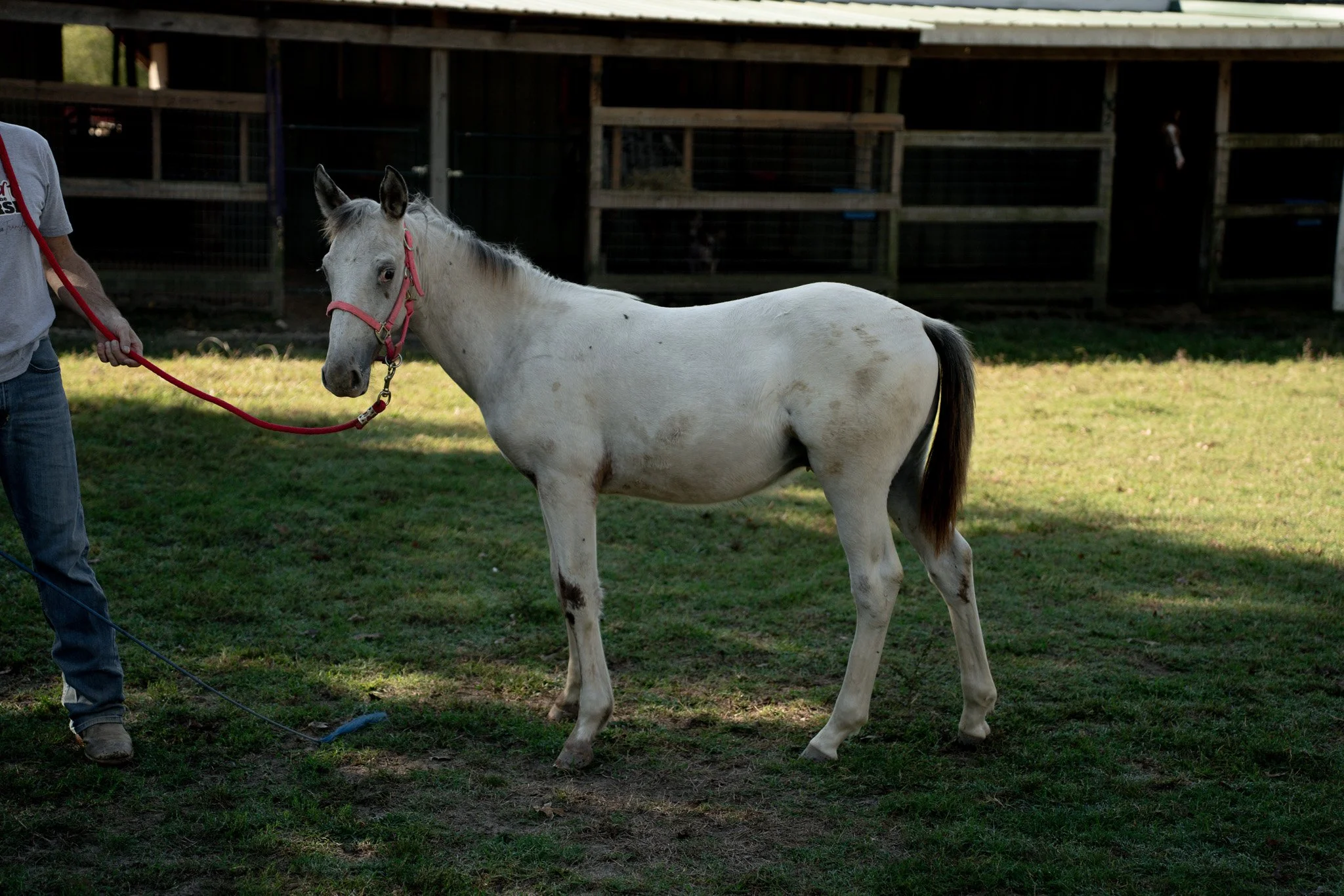 Fortunate Son - Young Stallion