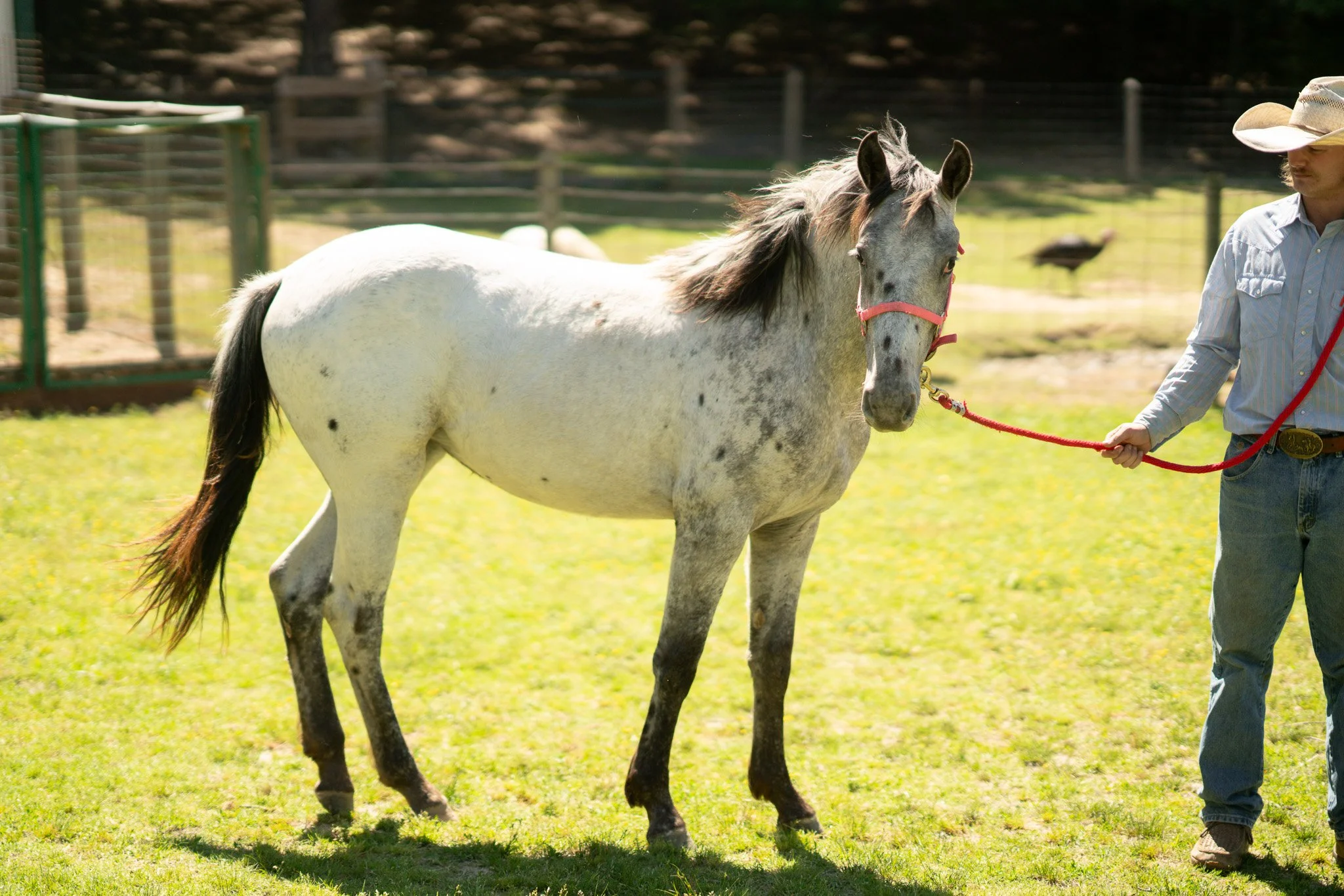 Rain - Young Mare