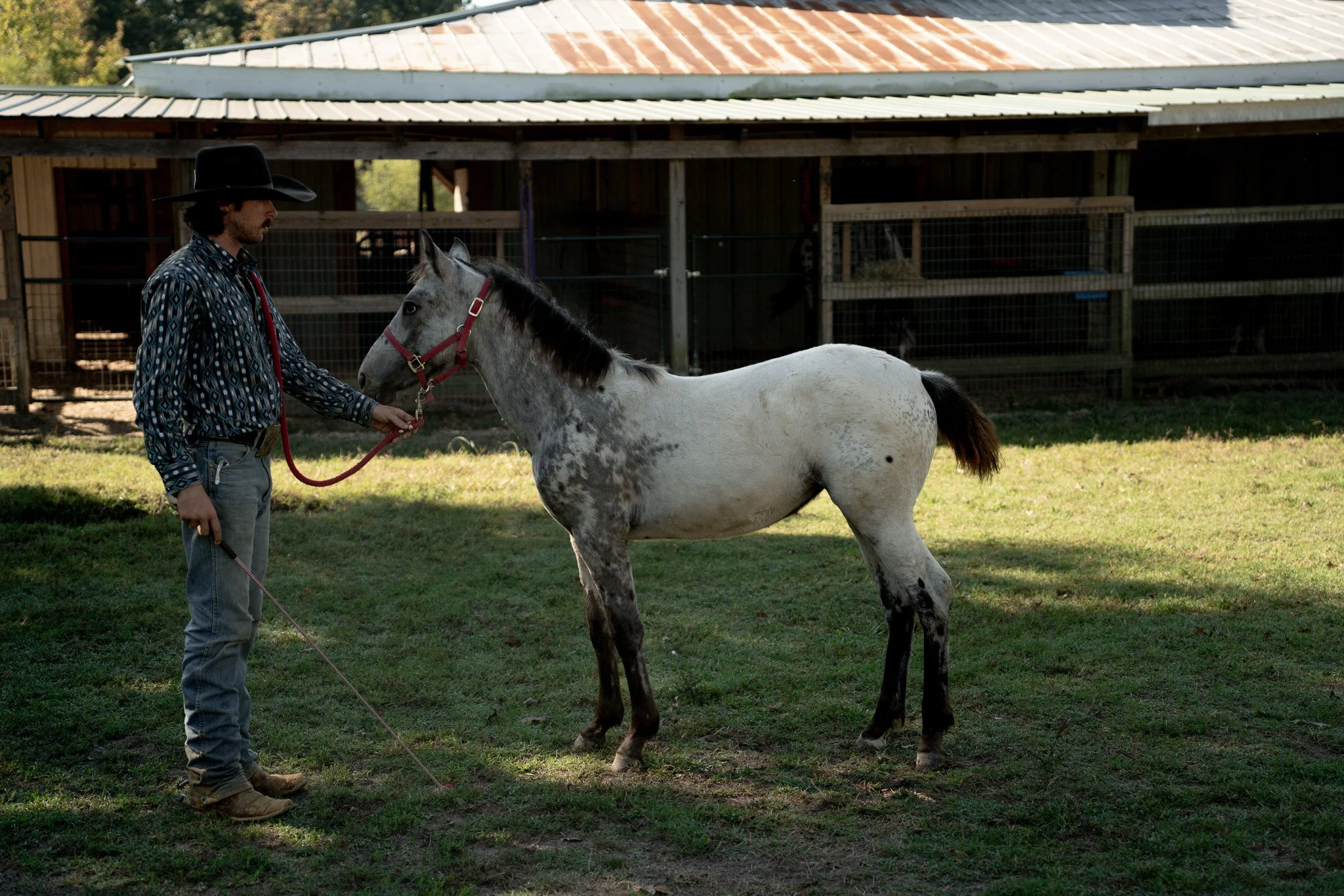 Rain - Young Mare