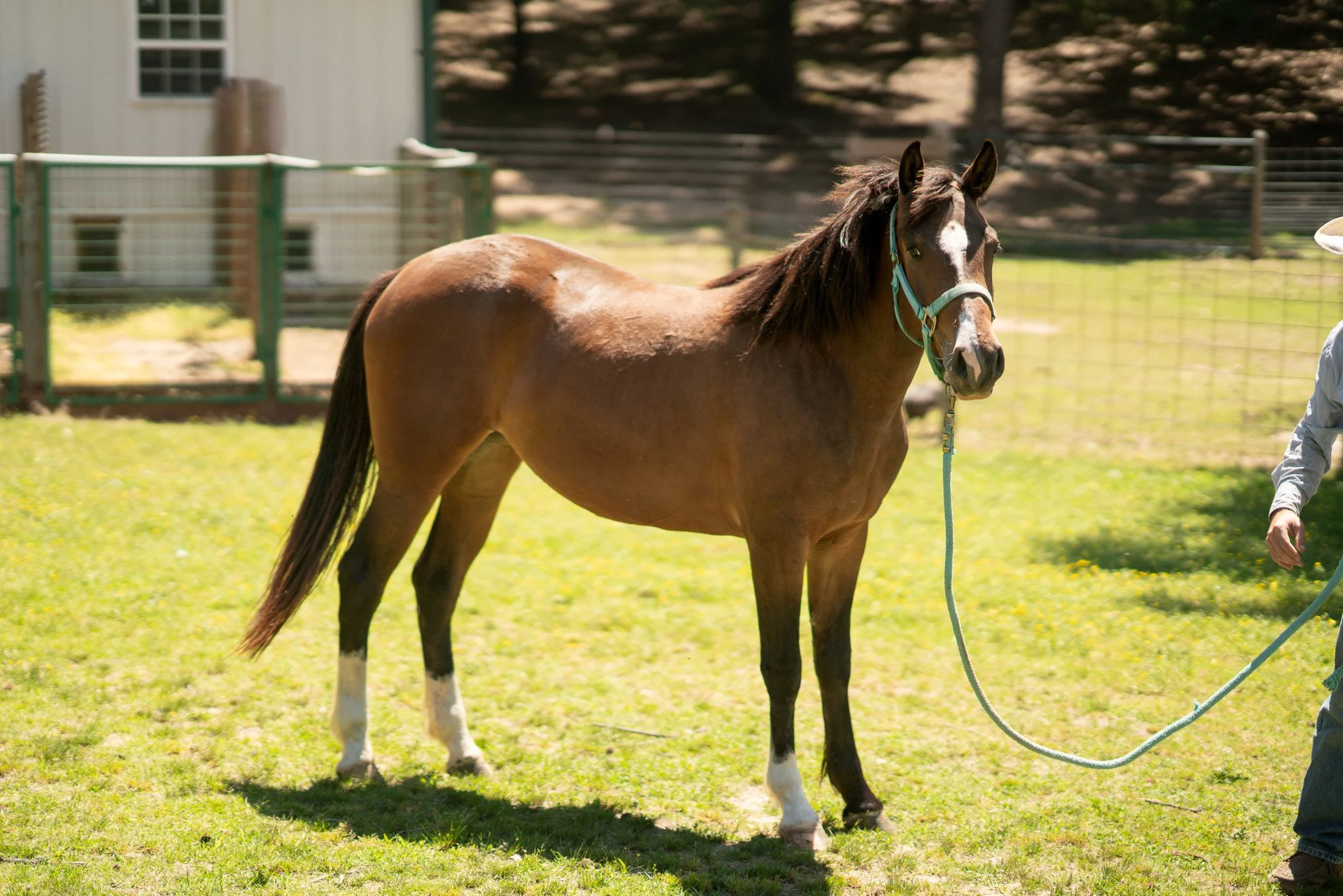 Tangle - Young Mare