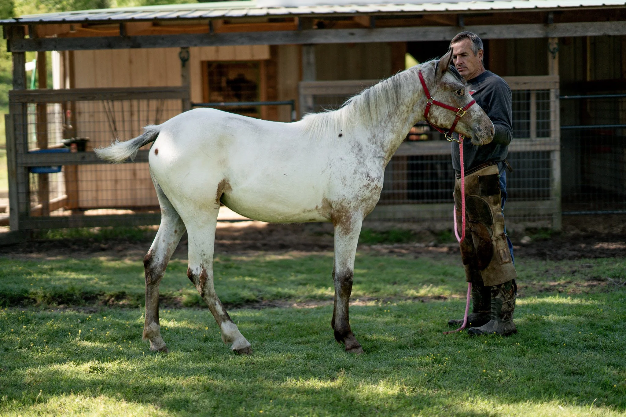 Lady - Young Mare