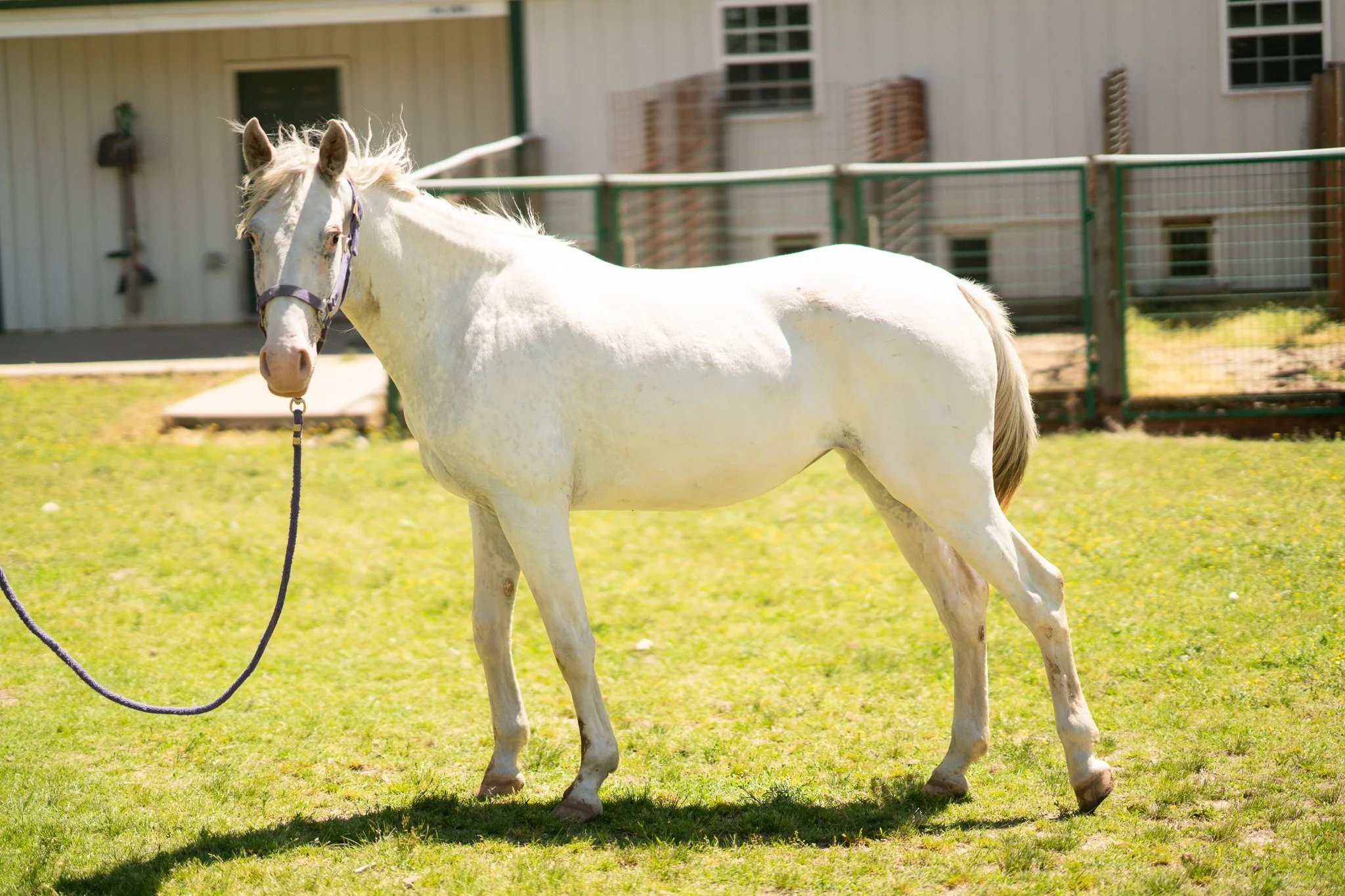 Heaven - Young Mare