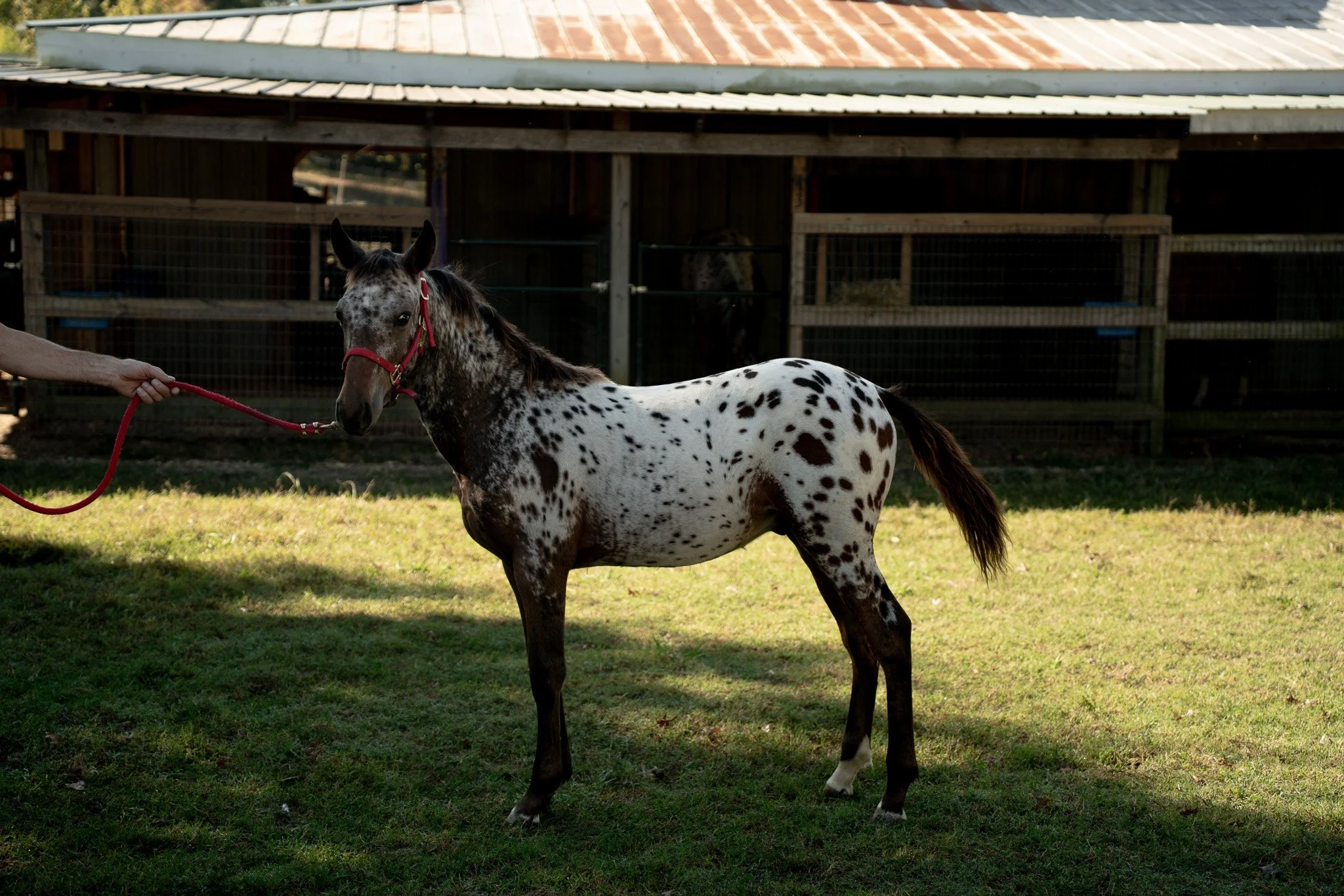 Lodi - Young Stallion