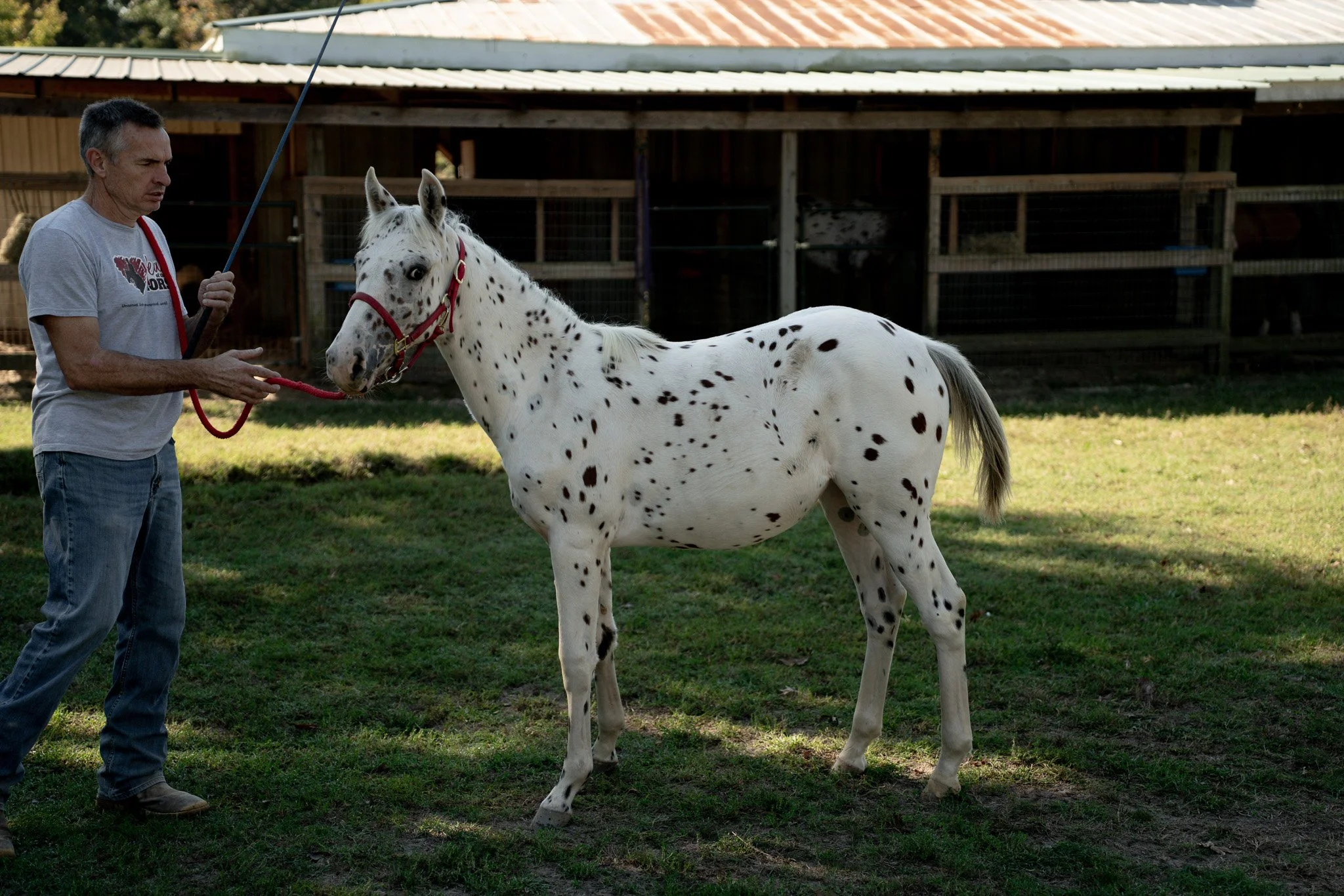 Creedence - Young Mare