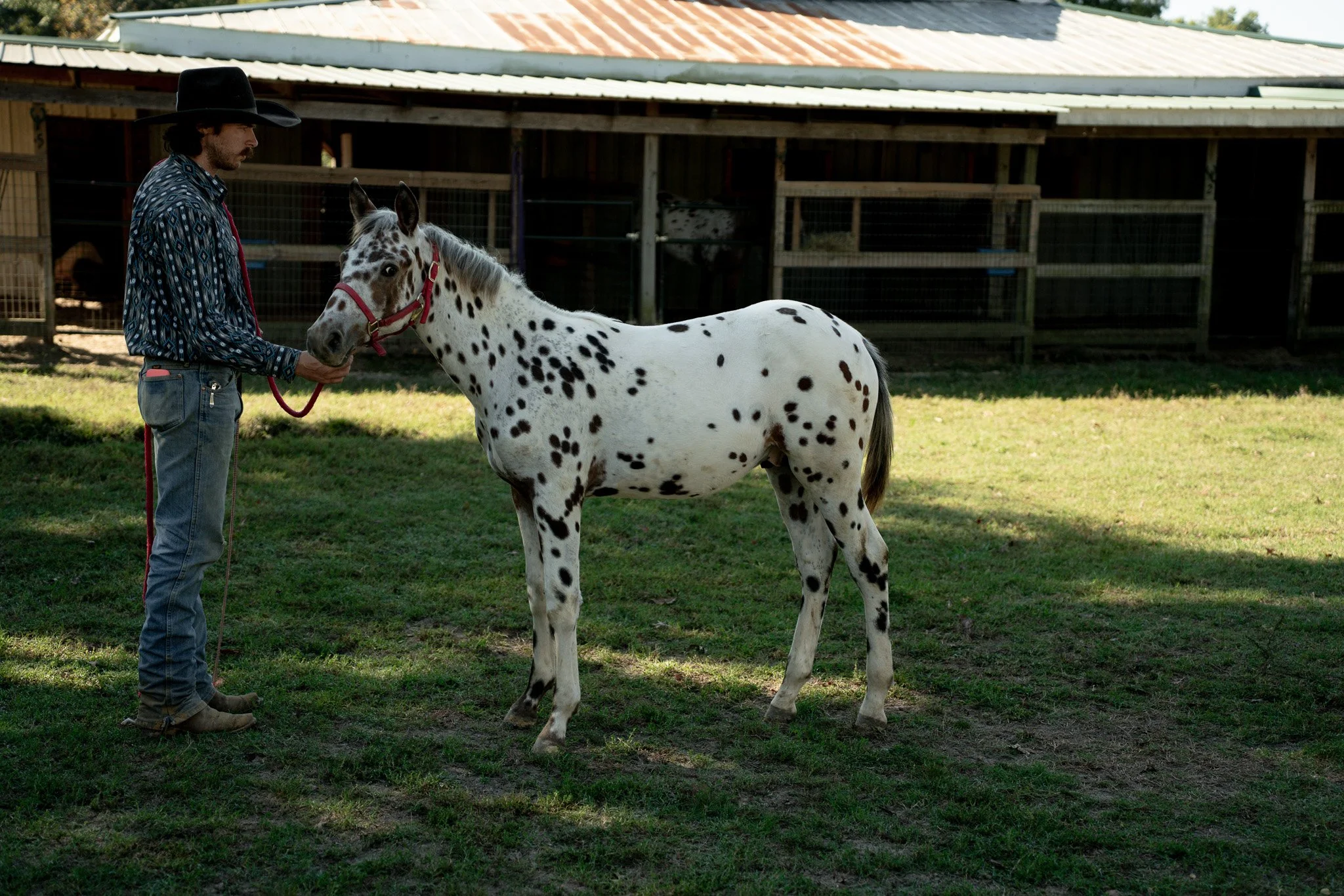 Poor Boy - Young Stallion