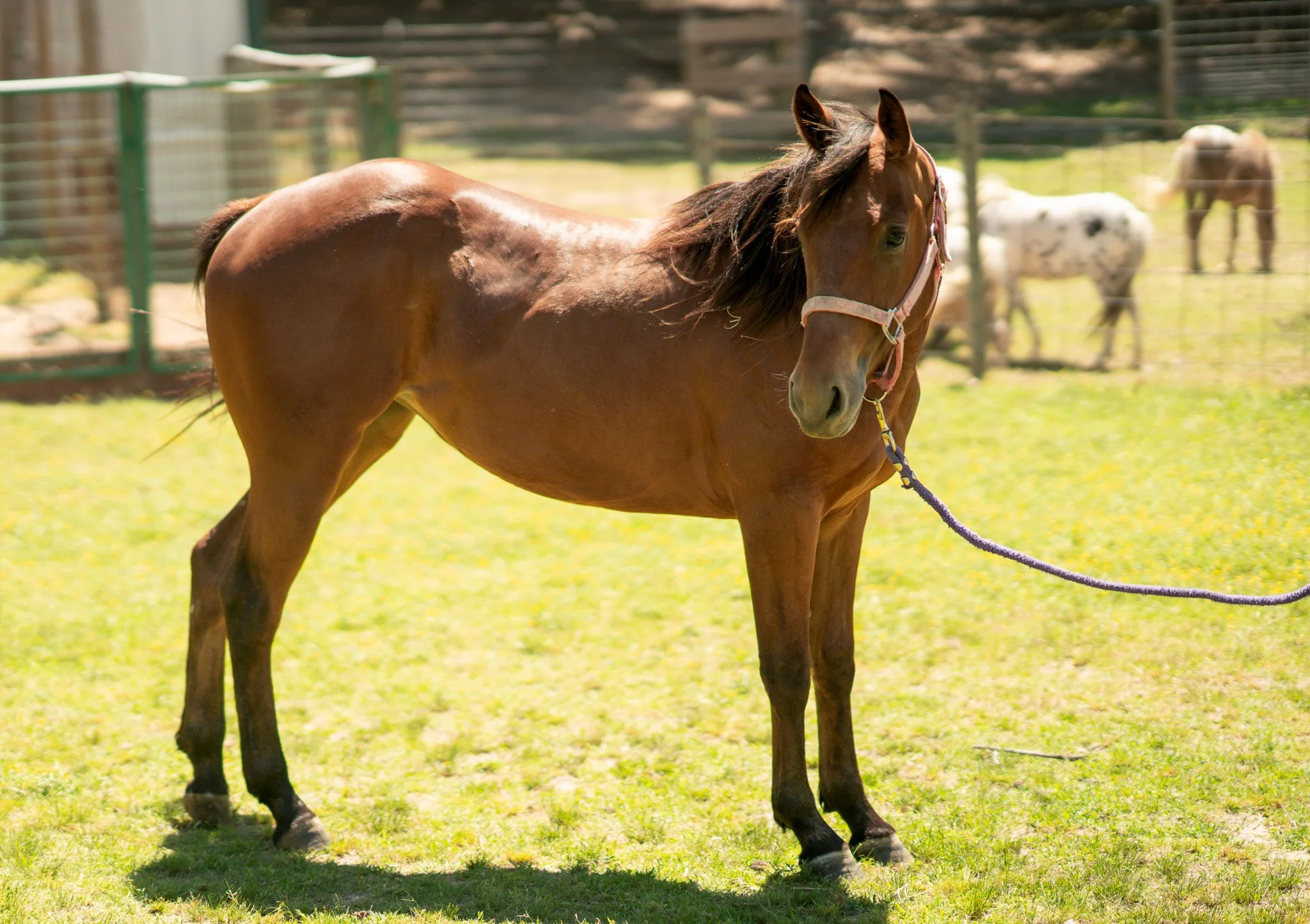 Ray - Young Mare