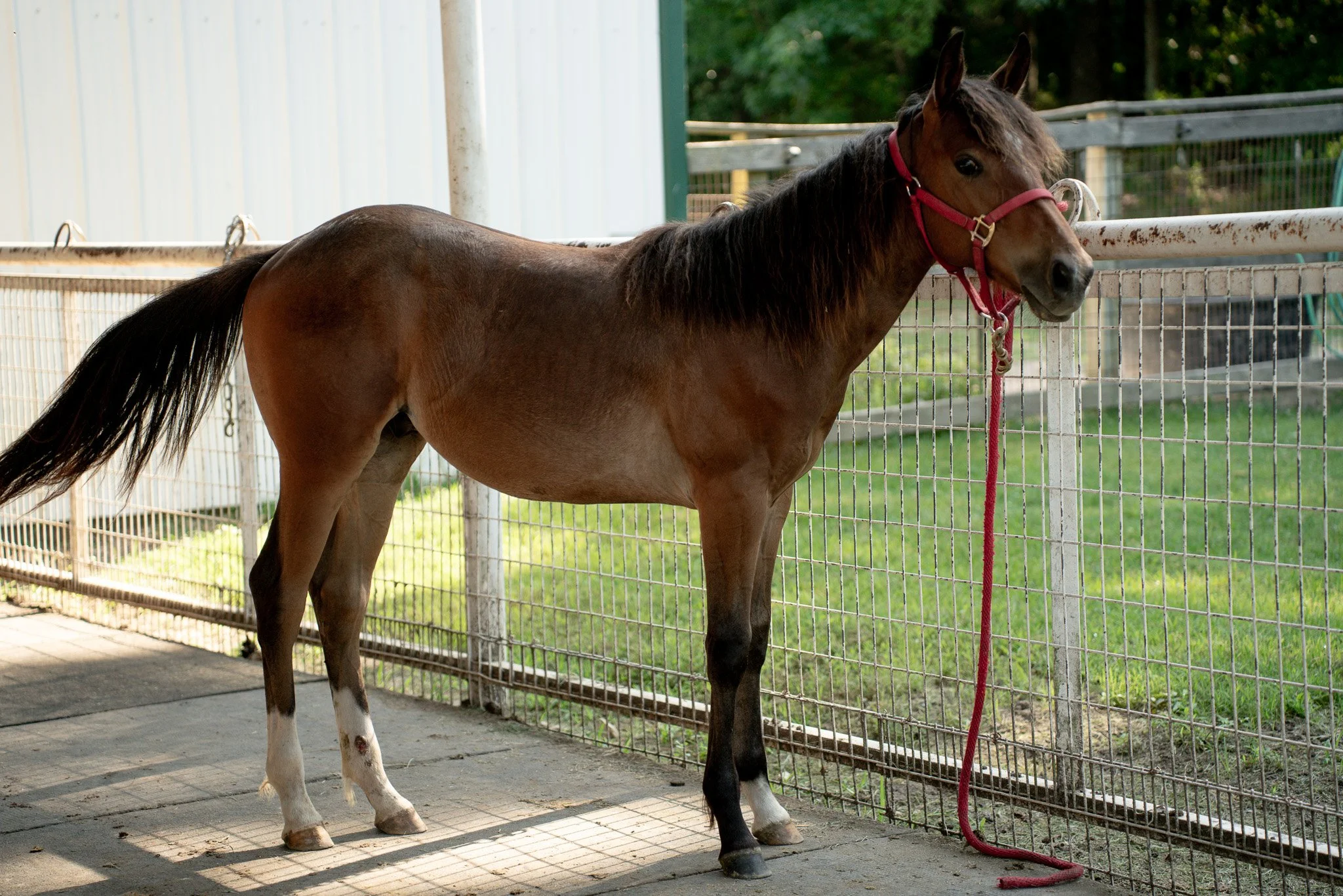 Twyla - Young Mare