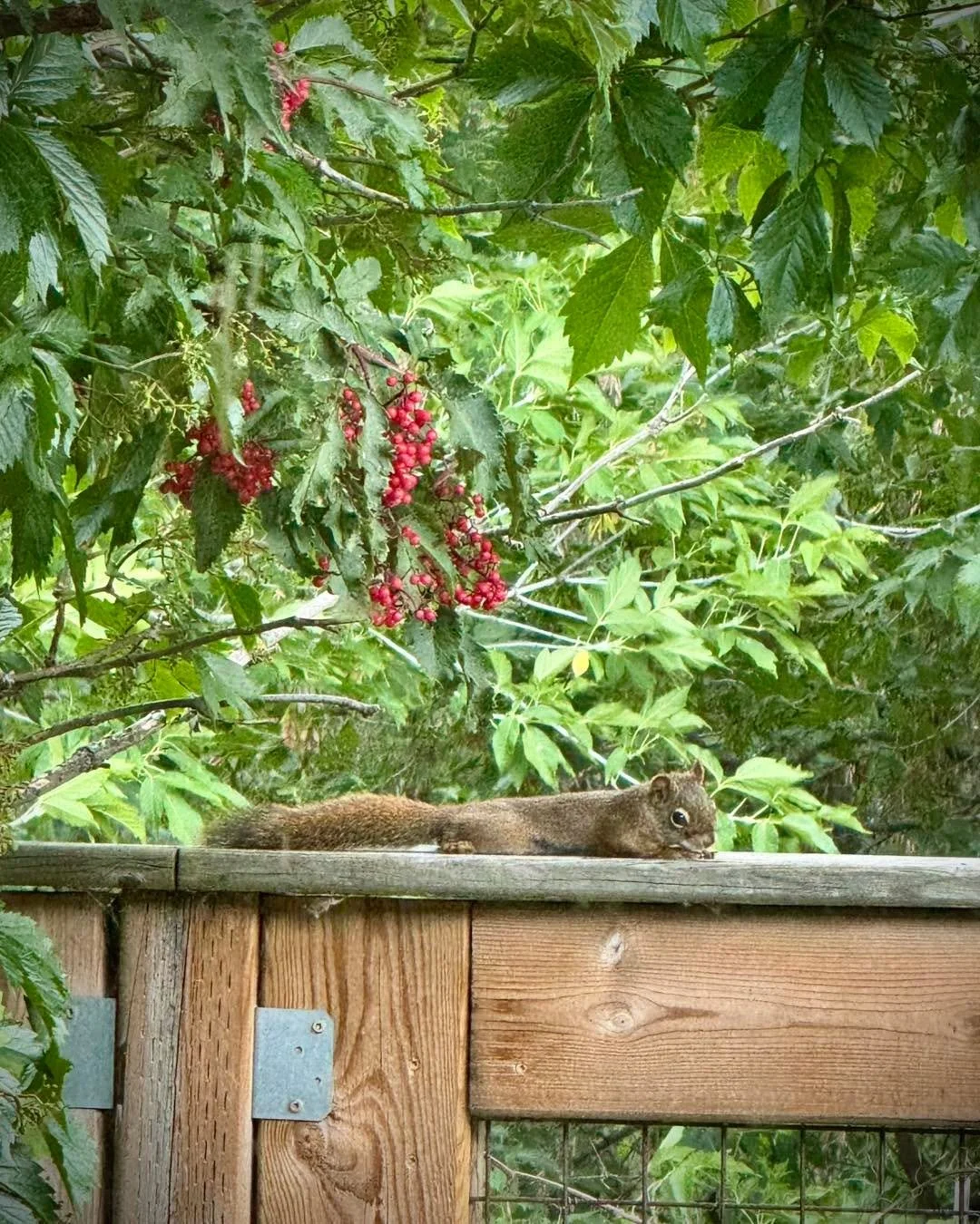 Simpson our resident wild squirrel was enjoying the summer heat recently. Looking adorable as usual on our back deck. 

#rubicon #sanctuary #rubiconranch #squirrel
