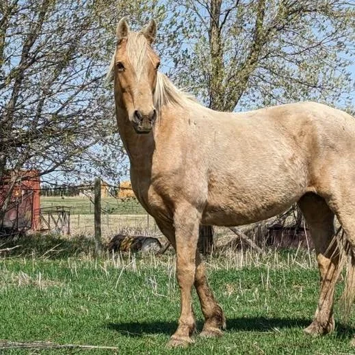 Glow up - Nelly in May of 2023 when she arrived with us and Now in May 2025. 

#sanctuary #rubiconranch #rescuehorse #horsetherapy