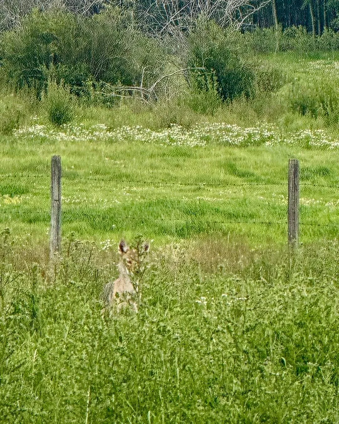 Trying to blend in. We often see this guy hanging with the herd. No one seems to mind. 

#sanctuary #rubiconranch
