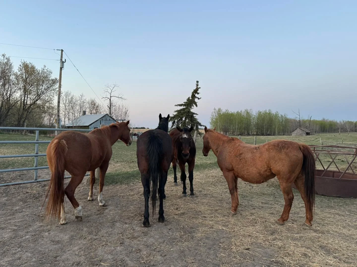 Four friends gathered at sunset, backs turned to the world, hearts turned to each other.

Horses don&rsquo;t just share space&mdash;they share connection. Standing together they&rsquo;re saying &ldquo;I&rsquo;ve got you.&rdquo; This simple act is tru