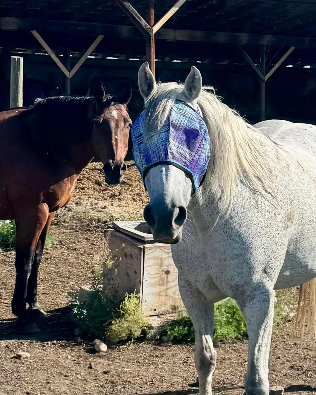 Jane&rsquo;s new mask. 
Some horses wear fly masks because love looks like protection.
The mask keeps away the buzzing flies, eases irritation, and shades sensitive eyes from the sun. It may look unusual, but it&rsquo;s really just a simple way to gi