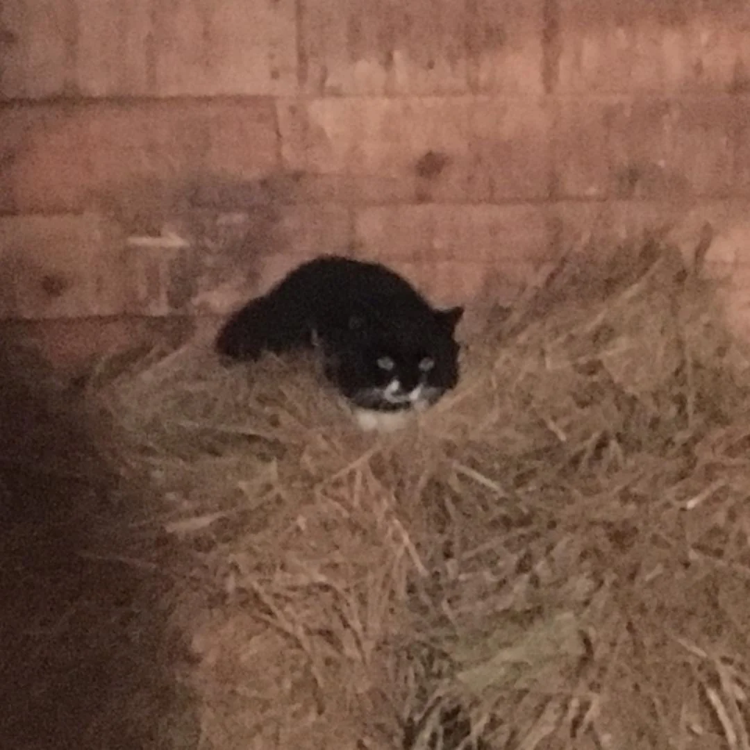 Yesterday we said goodbye to our sweet Tux, a feral soul who lived with us on his own terms.

The feral cat is a story of survival, carrying the many scars of the life they endured before us. Trust does not come easily when humans have failed them, y