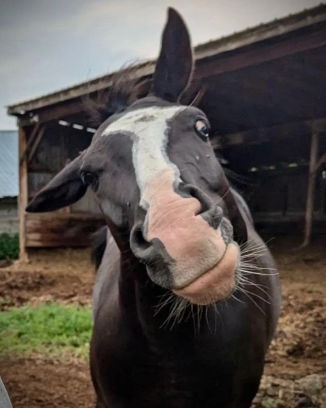 Great picture in the middle of a good shake. 

Thanks Melissa.
