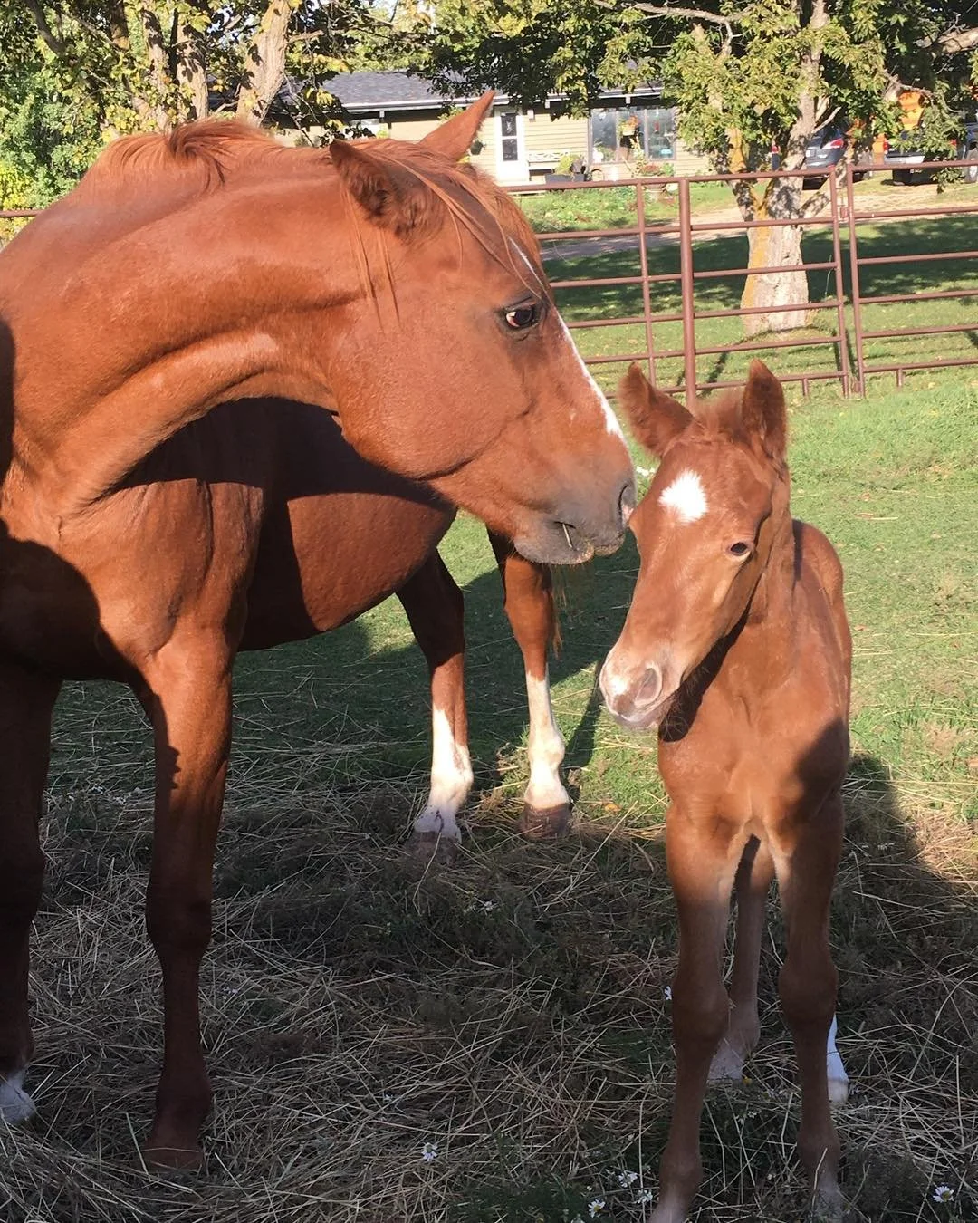 Happy Birthday Henry 🎈
Our baby boy is 4 today. 
We love your antics, cuddles and sweetness. So grateful you were our surprise baby. You have your mom Bear&rsquo;s spice and confidence. 

#horse #horserescue #rescuehorse #RubiconRanchSanctuary