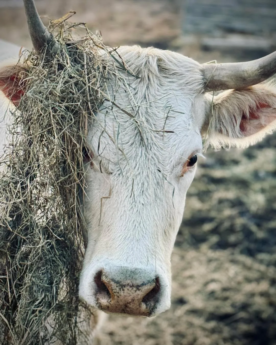 New Hair Extensions. Duchess is enjoying our winter hay and has taken to bringing a chunk around with her. 

#cowtherapy #Duchessthecow #sanctuary #rubiconranch