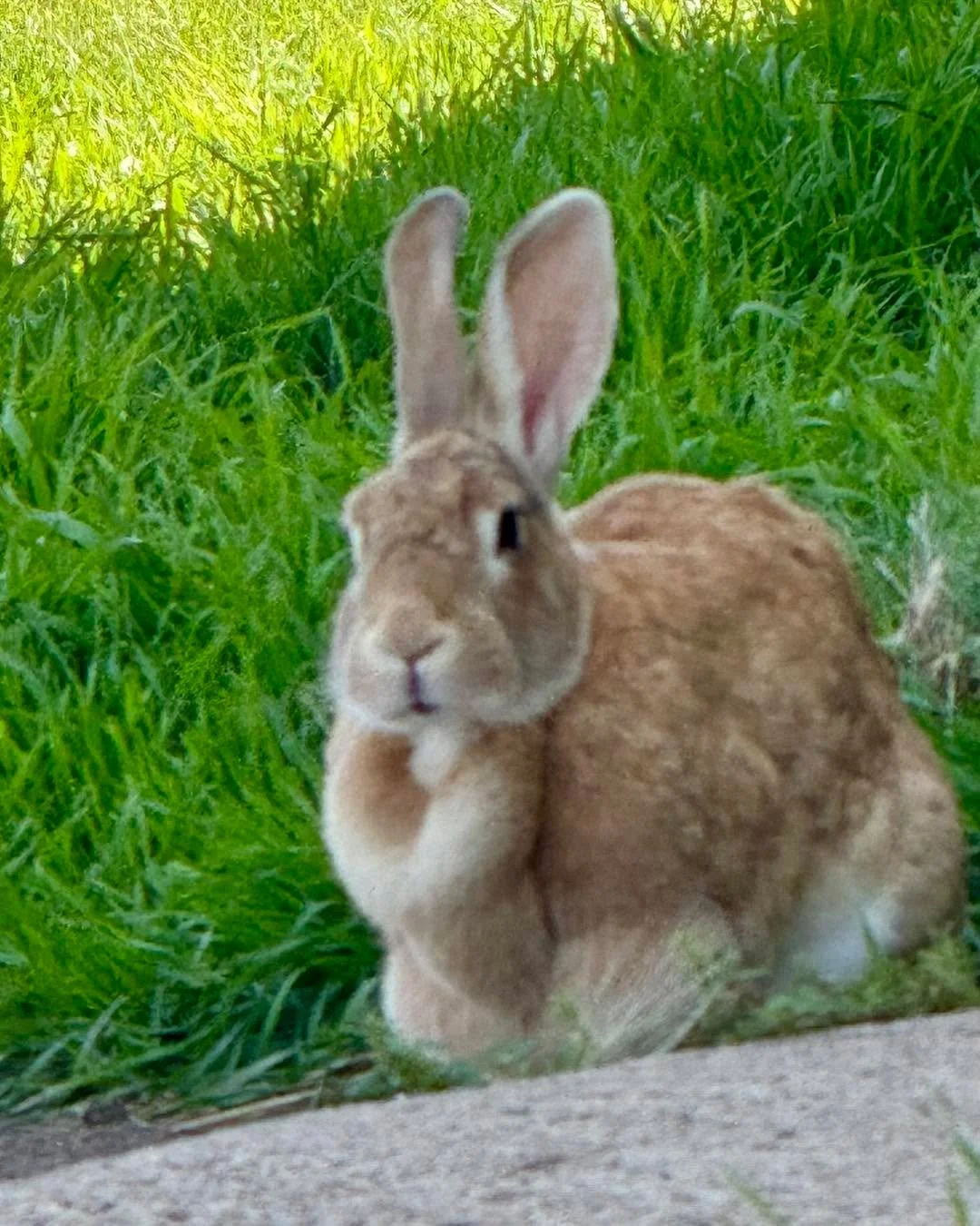 *New Resident - Rosie Rabbit*

This summer Rubicon took in a bit of a different rescue. Rosie was left behind when her family moved. We offered to help catch her (which we were terrible at). When her home was sold, the new owners reached out once the