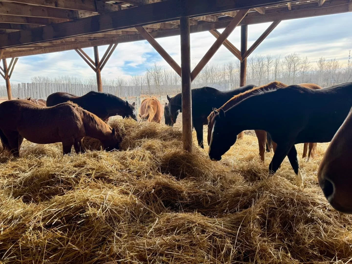 With winter here we are grateful we were able to secure great straw for the critters to bed in and munch on during the long cold days. 

Fun fact: horses create most of their winter warmth through their gut.
Deep straw bedding insulates them from col