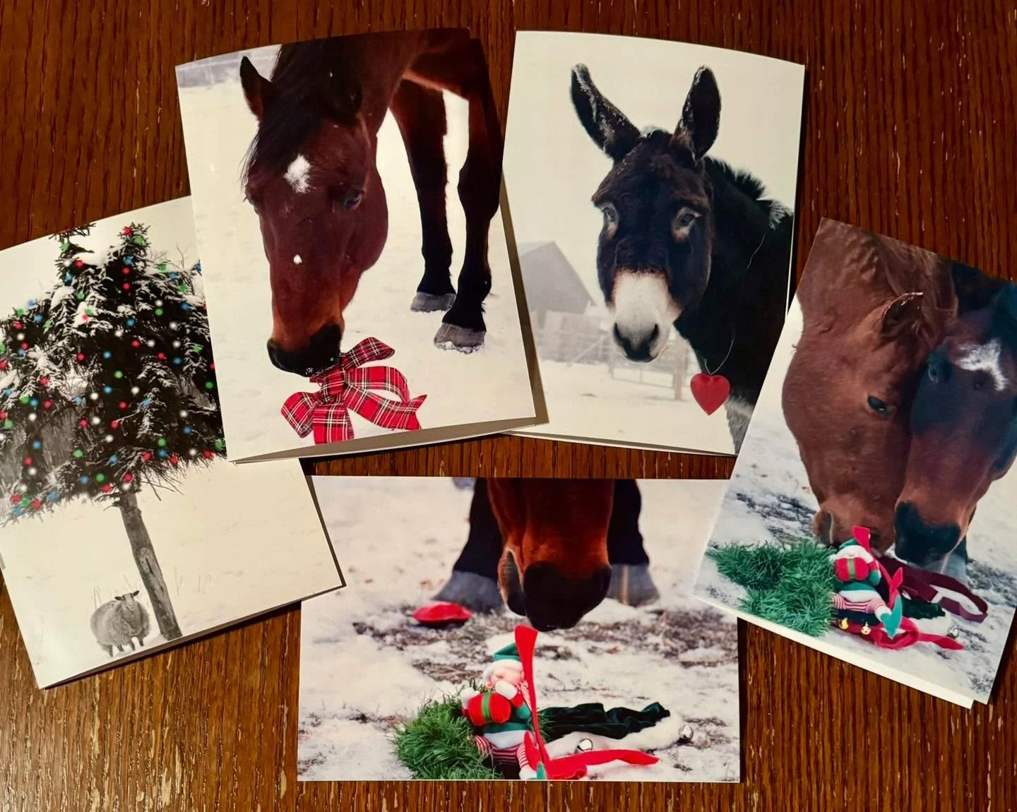Rubicon Fundraiser
Order your Christmas cards now. 
We can mail or deliver 💌

#horse #rubiconranch #rescuehorse #sanctuary