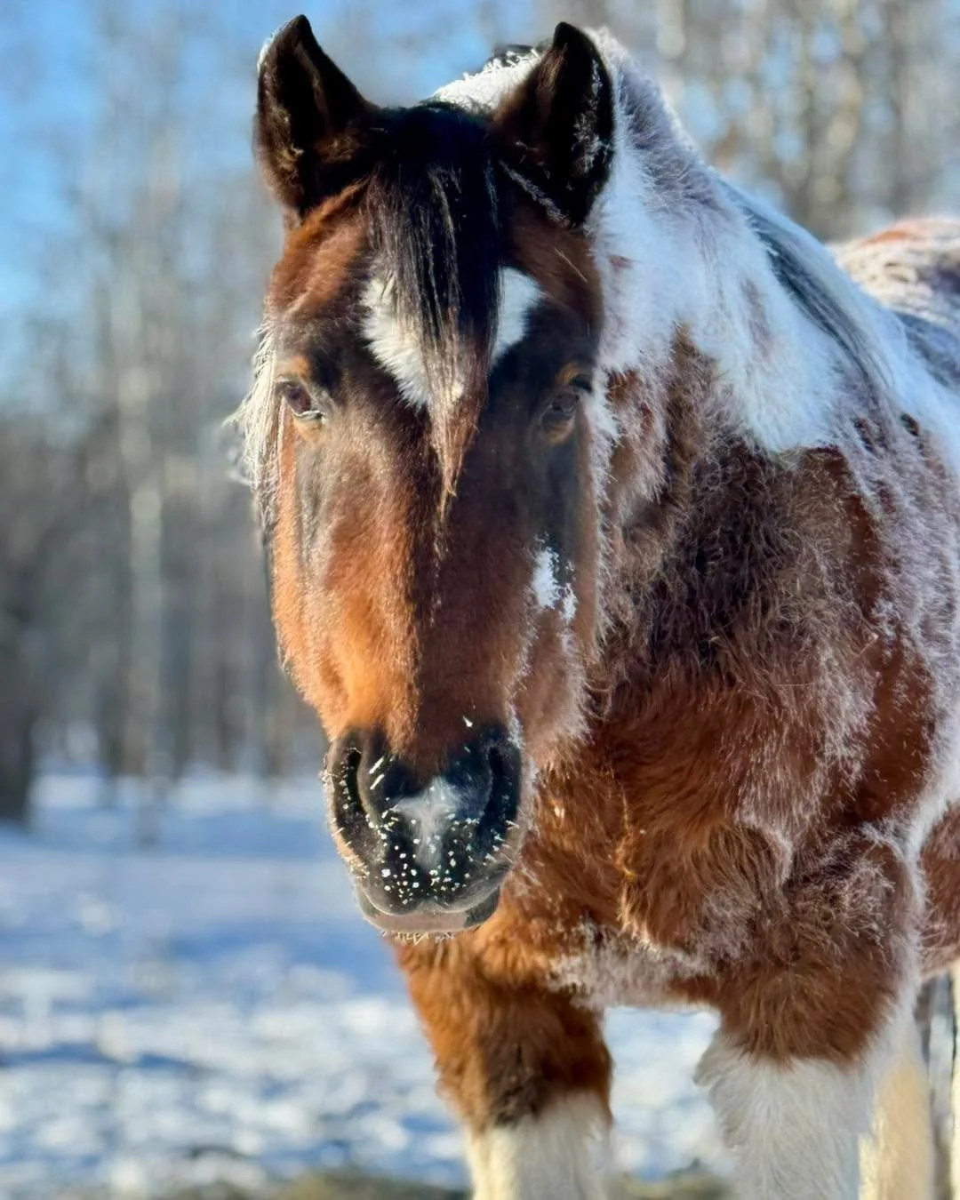 It&rsquo;s Giving Tuesday

Winter at Rubicon Ranch is beautiful&mdash;but it&rsquo;s also our most expensive season.
Your gift today helps us cover the essentials:
Winter feed to keep everyone warm from the inside out
Farrier care and Vet support for