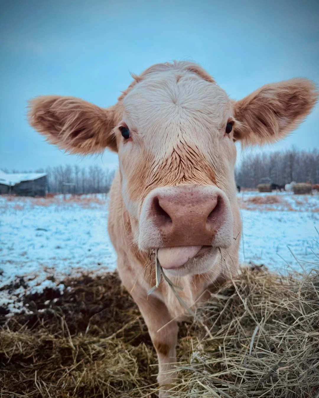 Owain the Great!

We can always tell when he has a good helping of milk. His face is often wet and he&rsquo;s in a good mood. Sweet boy. 

#OwaintheGreat #cowtherapy #rubiconranch #sanctuary