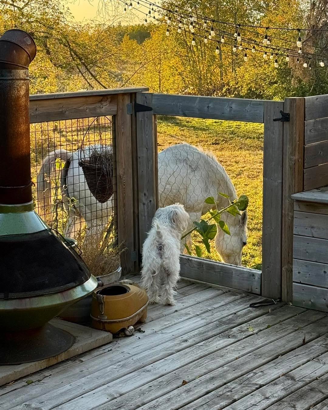 Bernie barking Good Morning to our non-riding lawnmower Farrah. Again she seems unflappable. 

#rubiconranch #horsetherapy #dissapointeddog