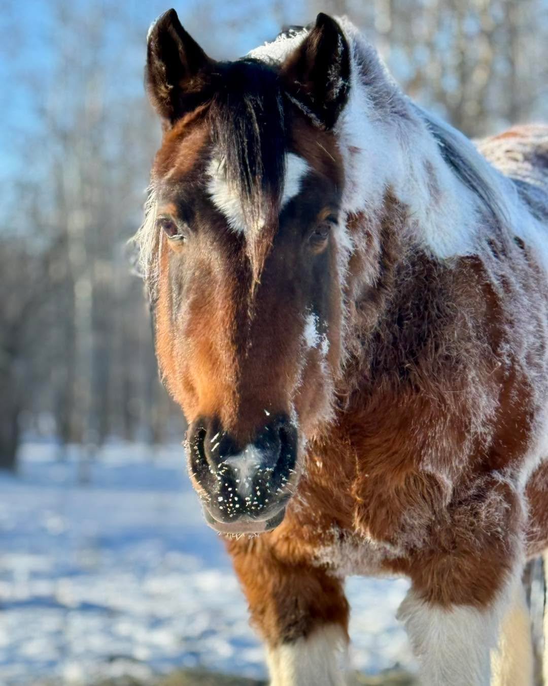 It&rsquo;s Giving Tuesday

Winter at Rubicon Ranch is beautiful&mdash;but it&rsquo;s also our most expensive season.
Your gift today helps us cover the essentials:
Winter feed to keep everyone warm from the inside out
Farrier care and Vet support for