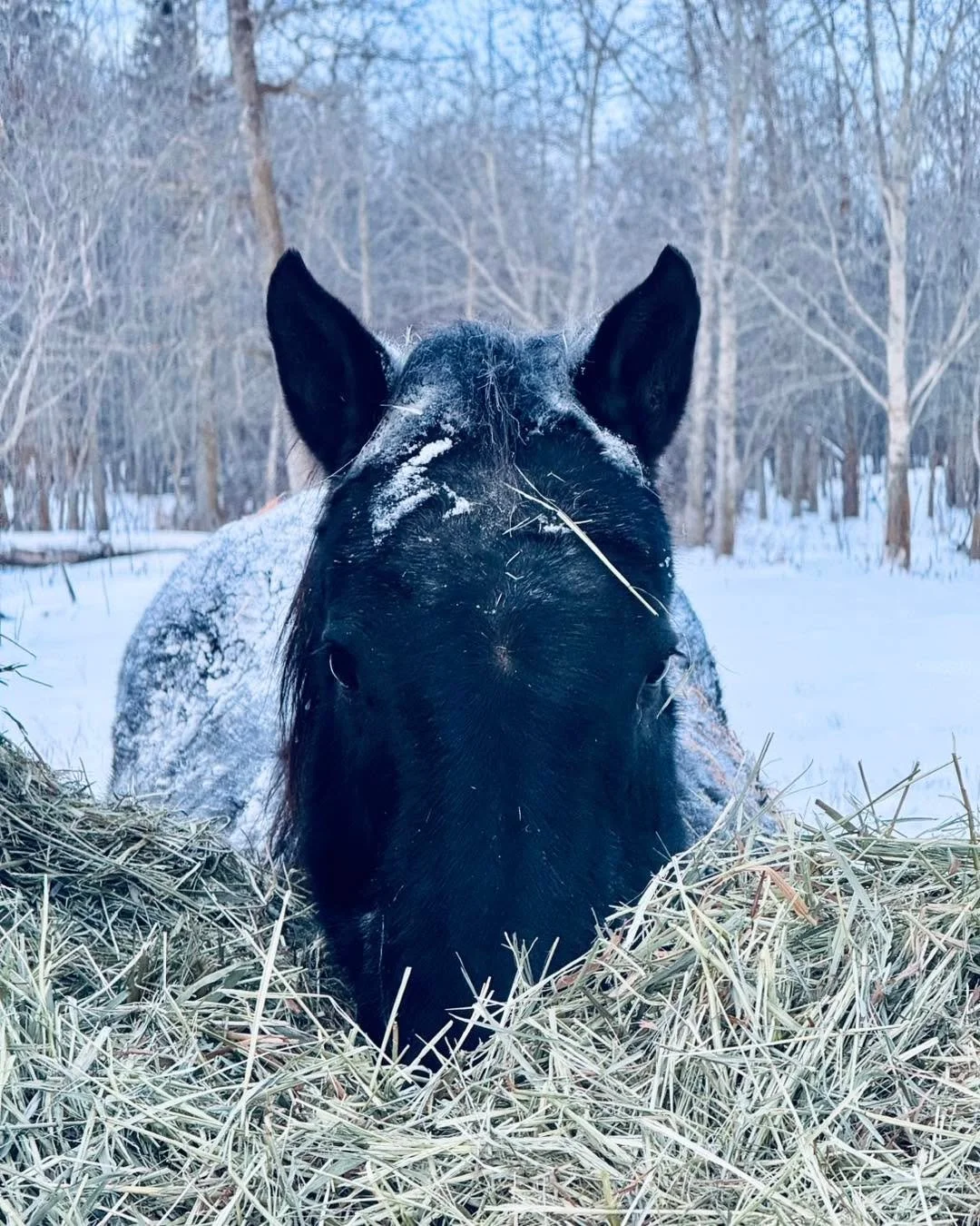 Brrrrr&hellip; it&rsquo;s been cold &amp; snowy here. We can&rsquo;t remember the last time we saw so much snow. Best thing for keeping everyone warm are full bellies. 
Abby gets it 💗

#rubiconranch #horsetherapy #horserescue